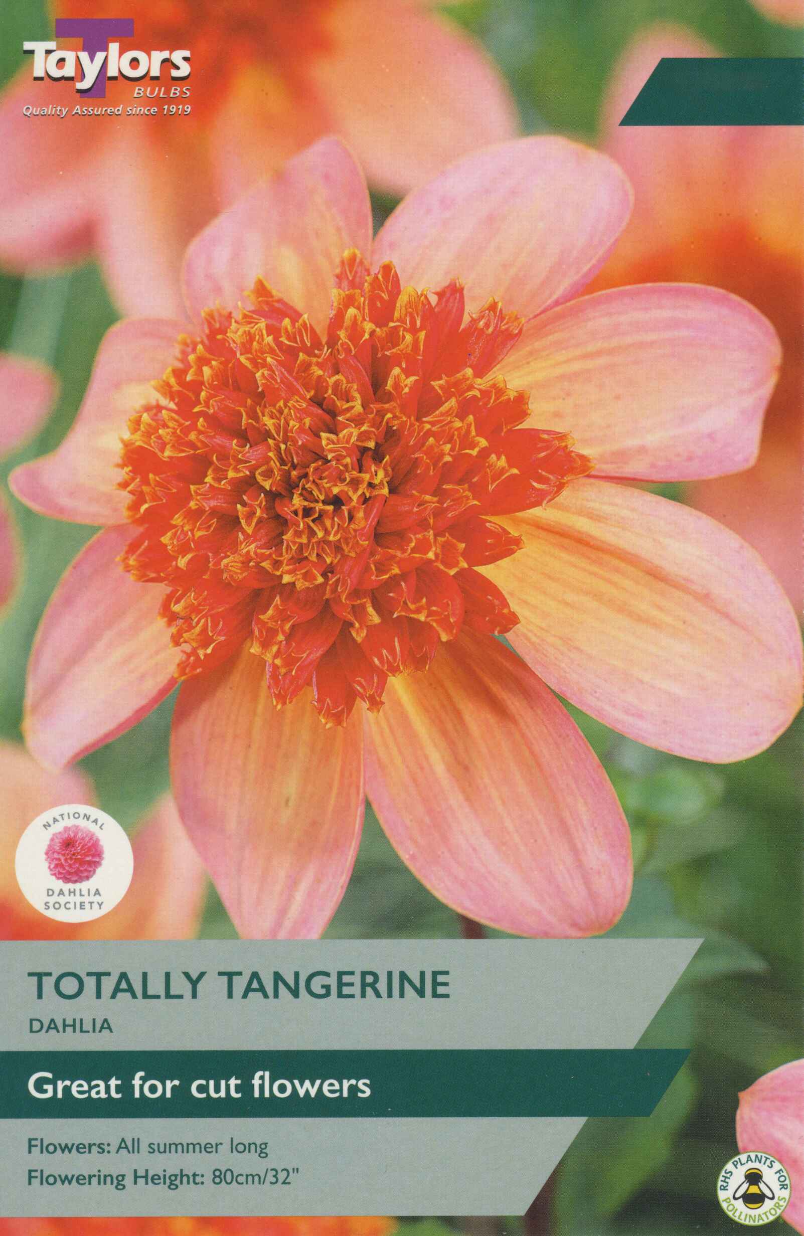 Taylor's Bulbs Dahlia Totally Tangerine