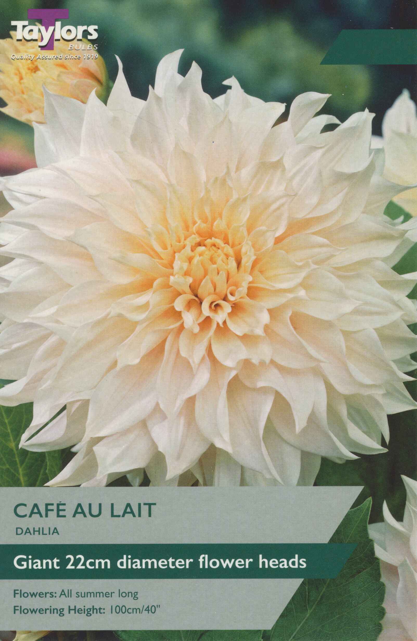 Taylor's Bulbs Dahlia Cafe Au Lait