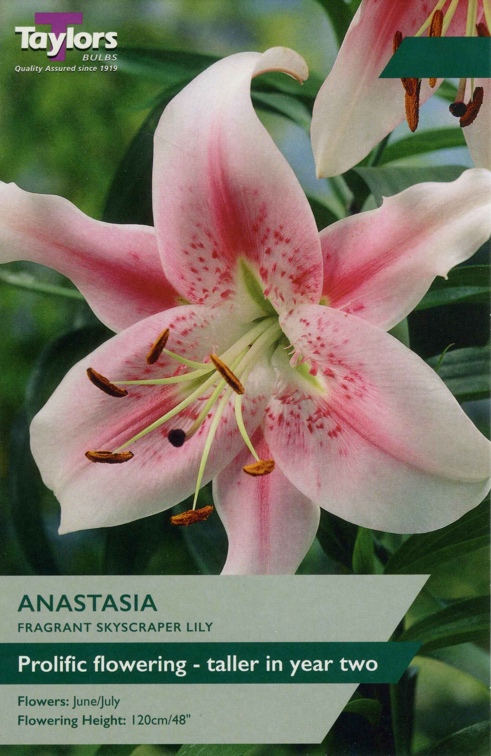 Taylor's Bulbs Lily Skyscraper Anastasia