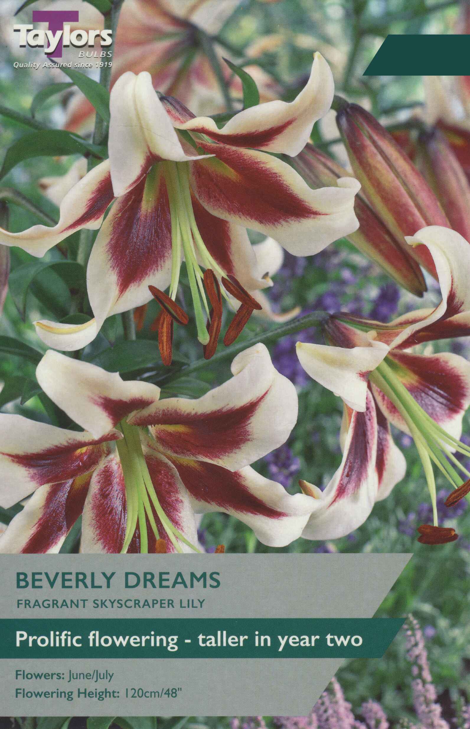 Taylor's Bulbs Lily Beverly Dreams