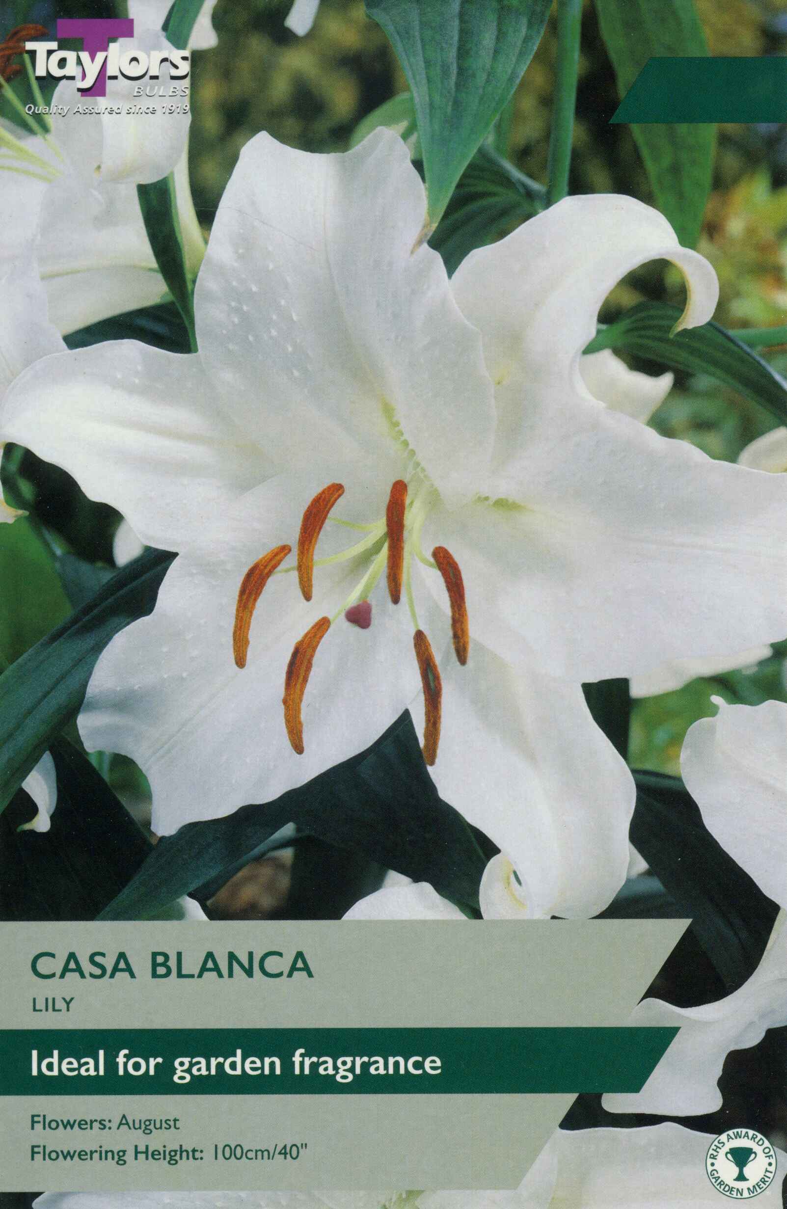 Taylor's Bulbs Lily Casa Blanca
