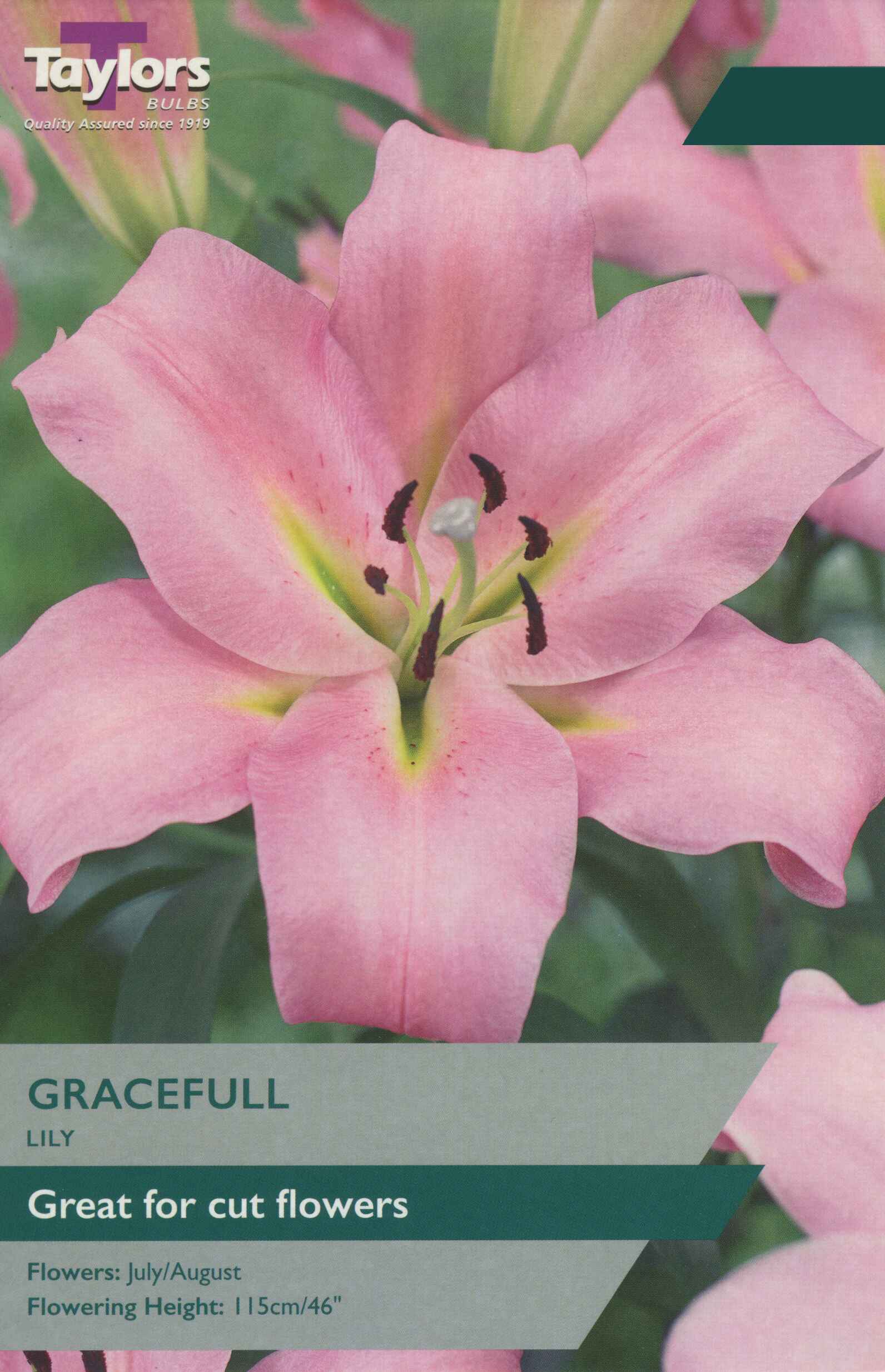Taylor's Bulbs Lily Gracefull 16-18 P/P