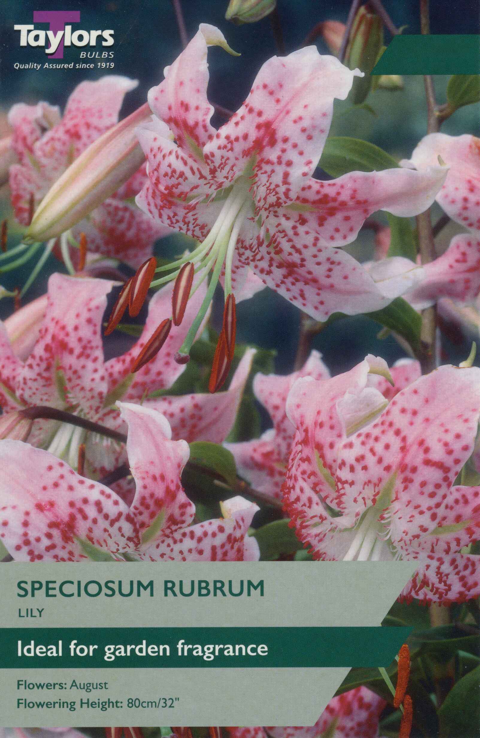 Taylor's Bulbs Lily Speciosum Rubrum