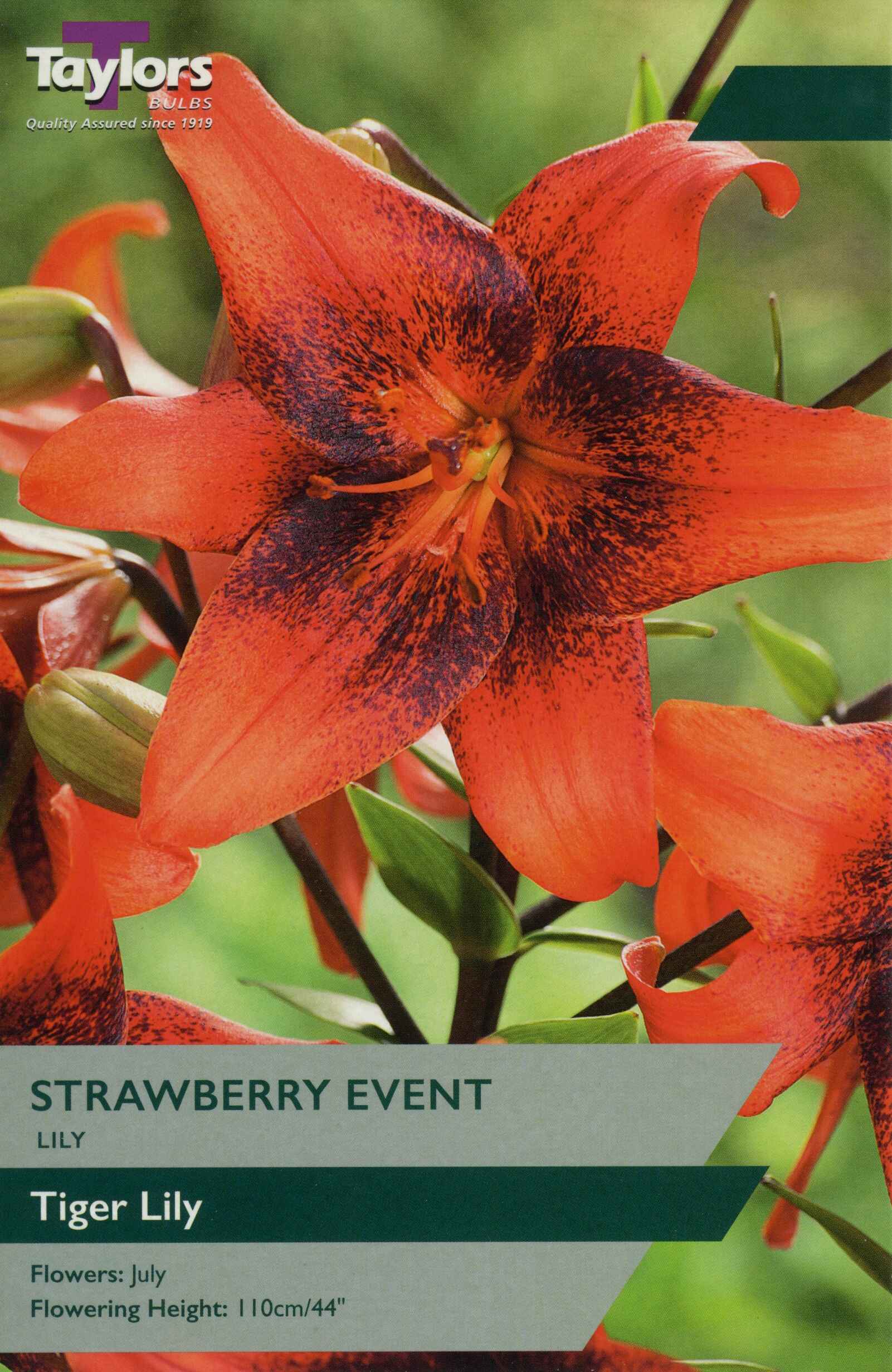 Taylor's Bulbs Lily Strawberry Event