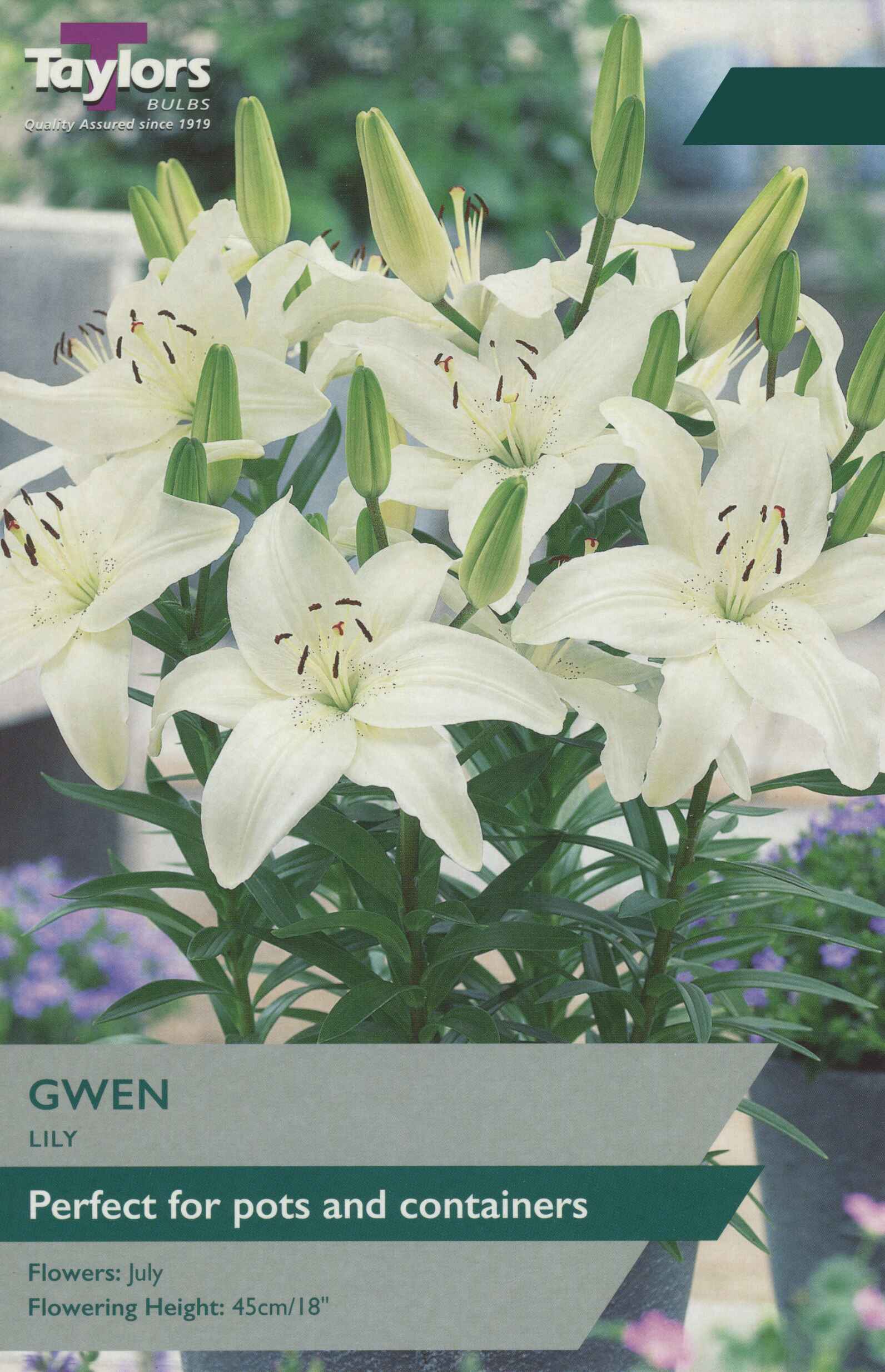 Taylor's Bulbs Lily Gwen