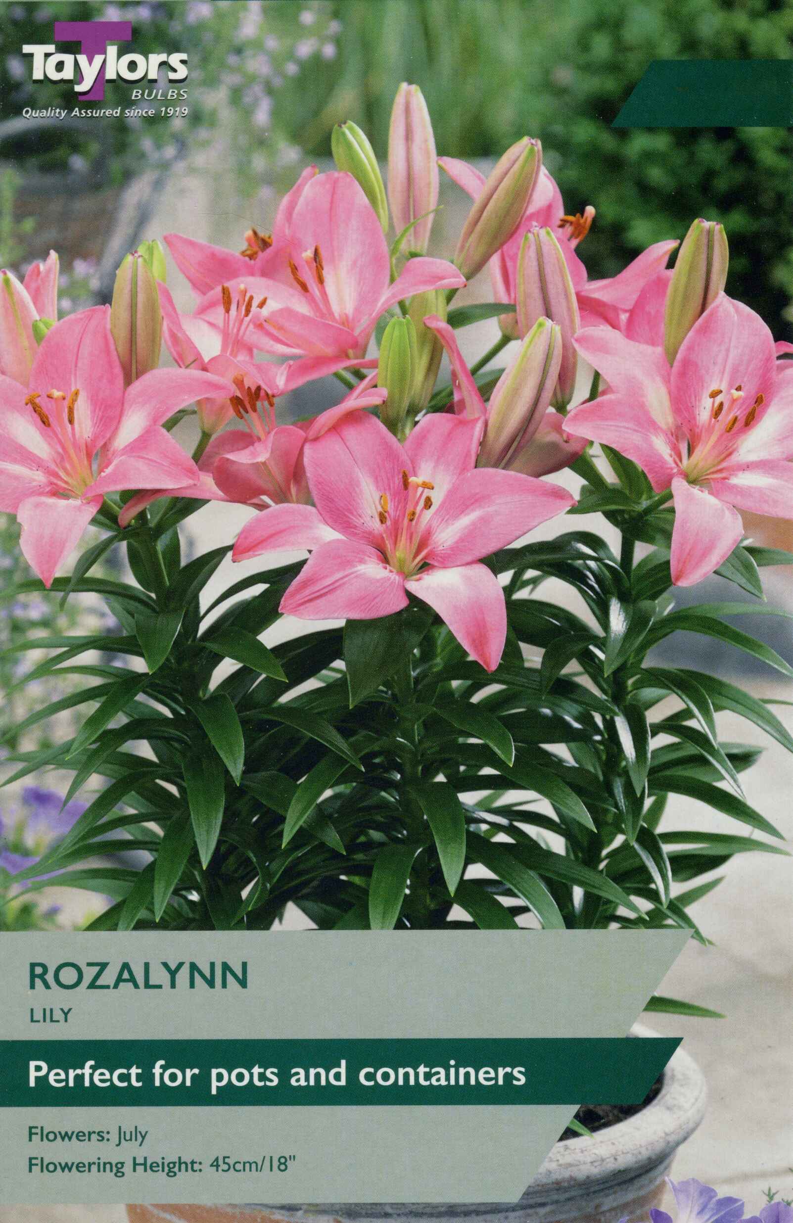 Taylor's Bulbs Lily Rozalynn