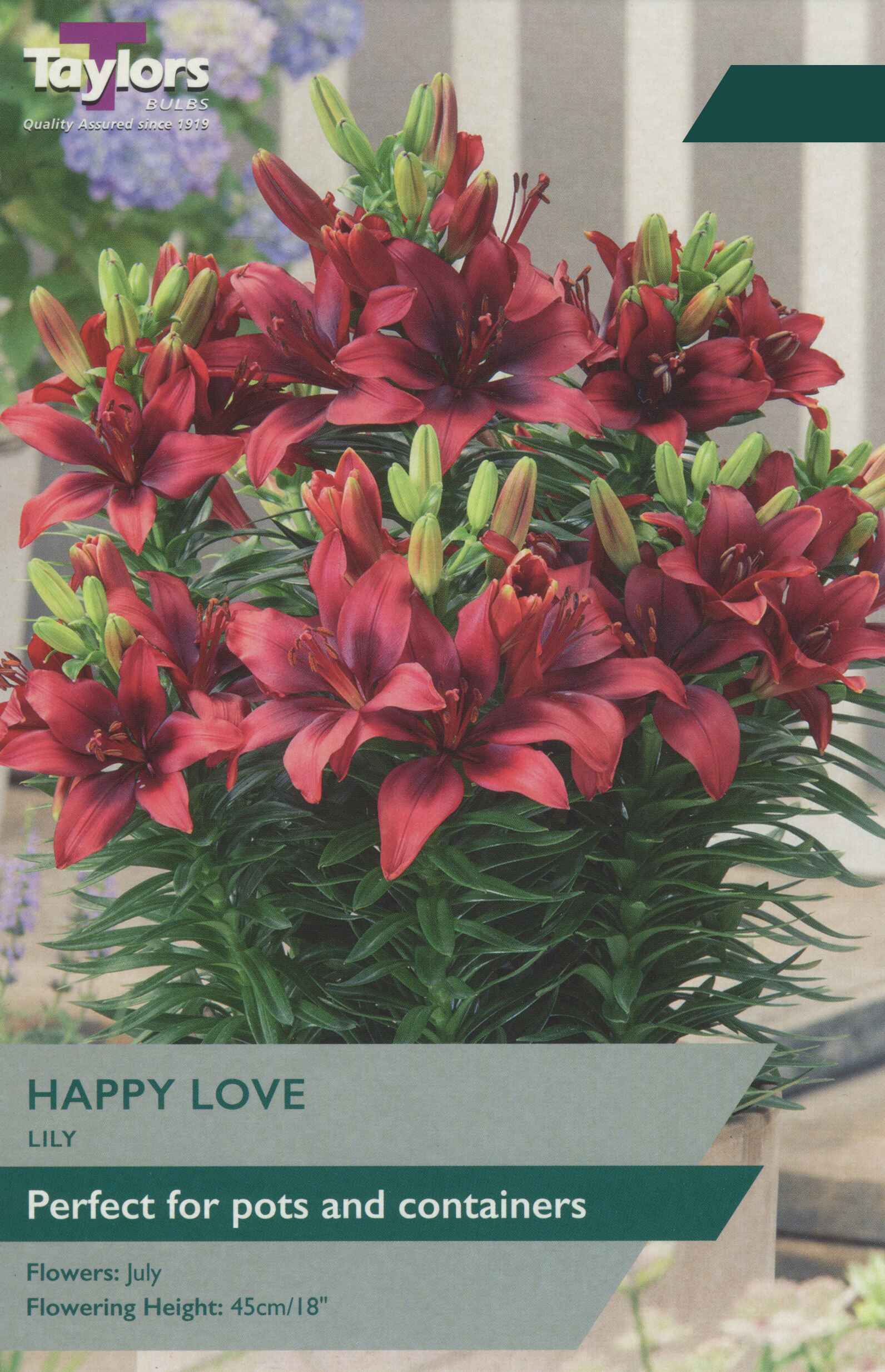 Taylor's Bulbs Lily Happy Love