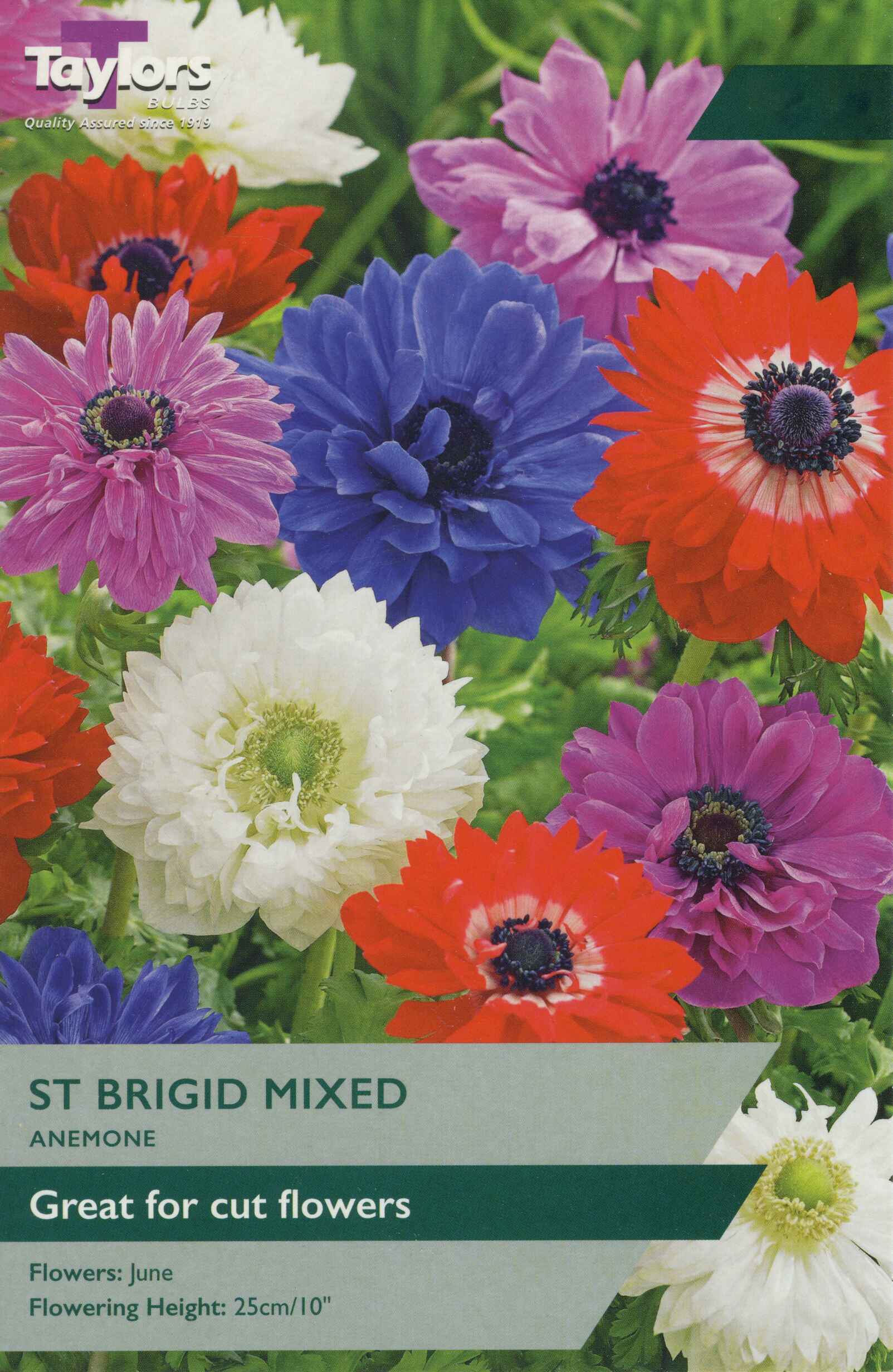 Taylor's Bulbs Anemone St Brigid Mixed