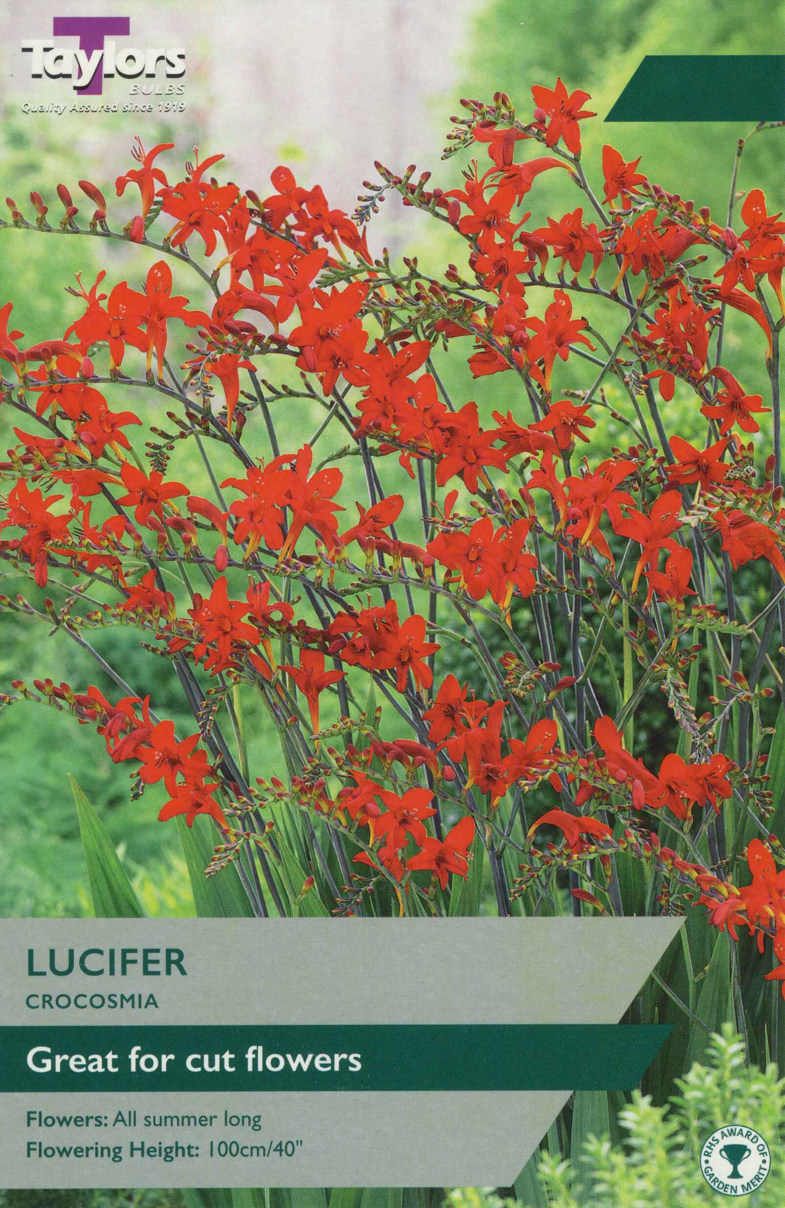 Taylor's Bulbs Crocosmia Lucifer