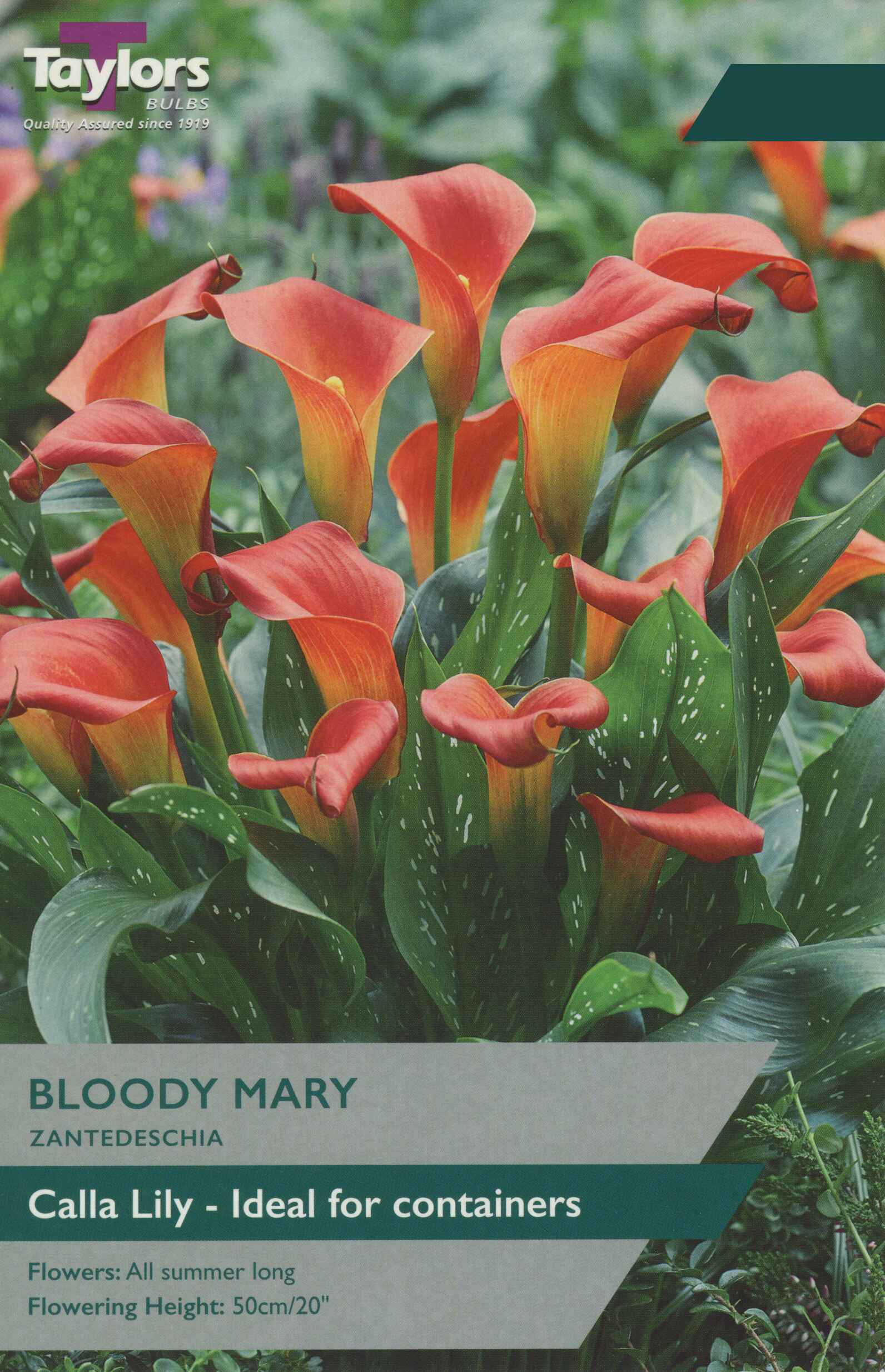 Taylor's Bulbs Zantedeschia Bloody Mary