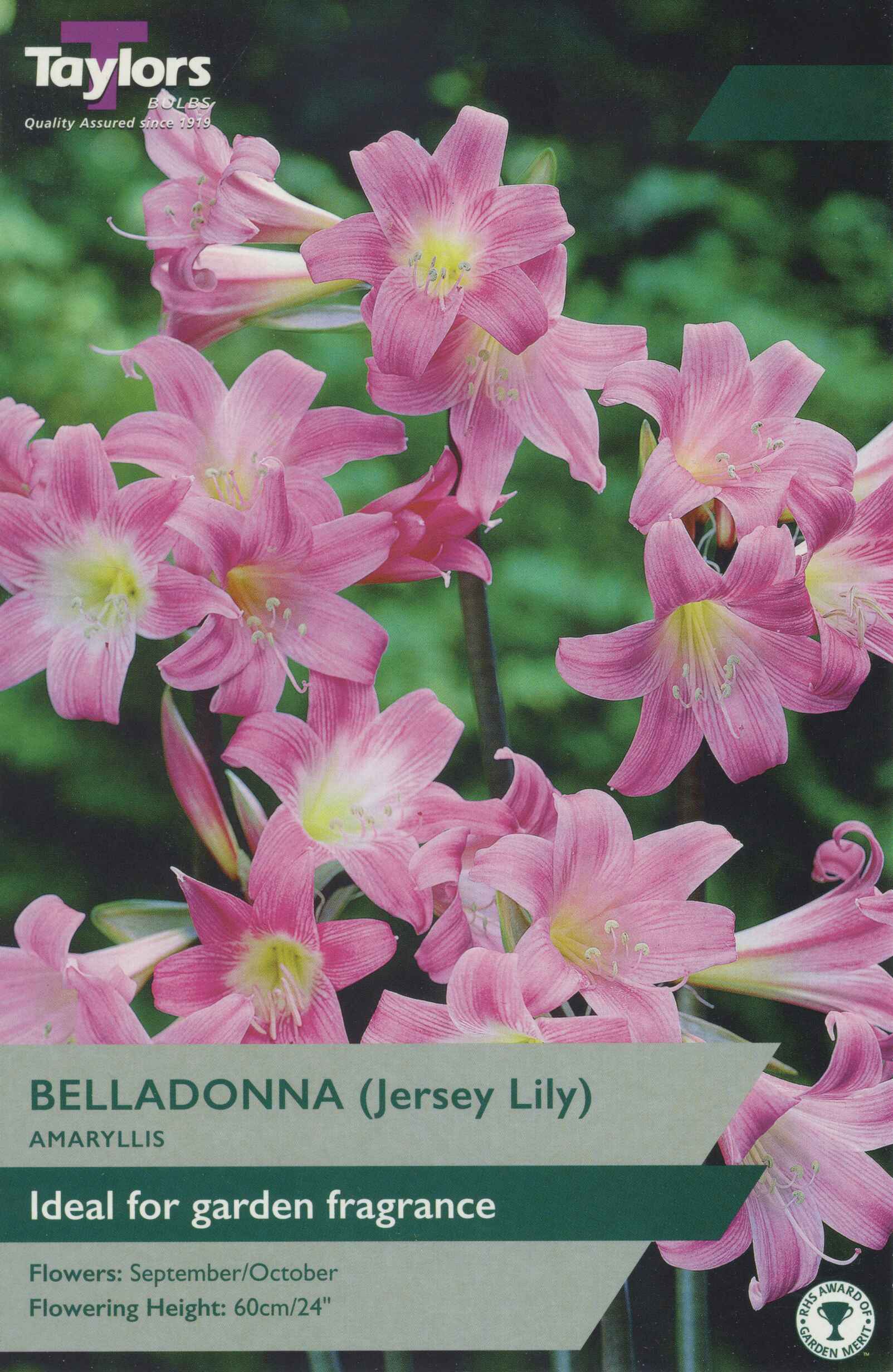 Taylor's Bulbs Amaryllis Belladonna