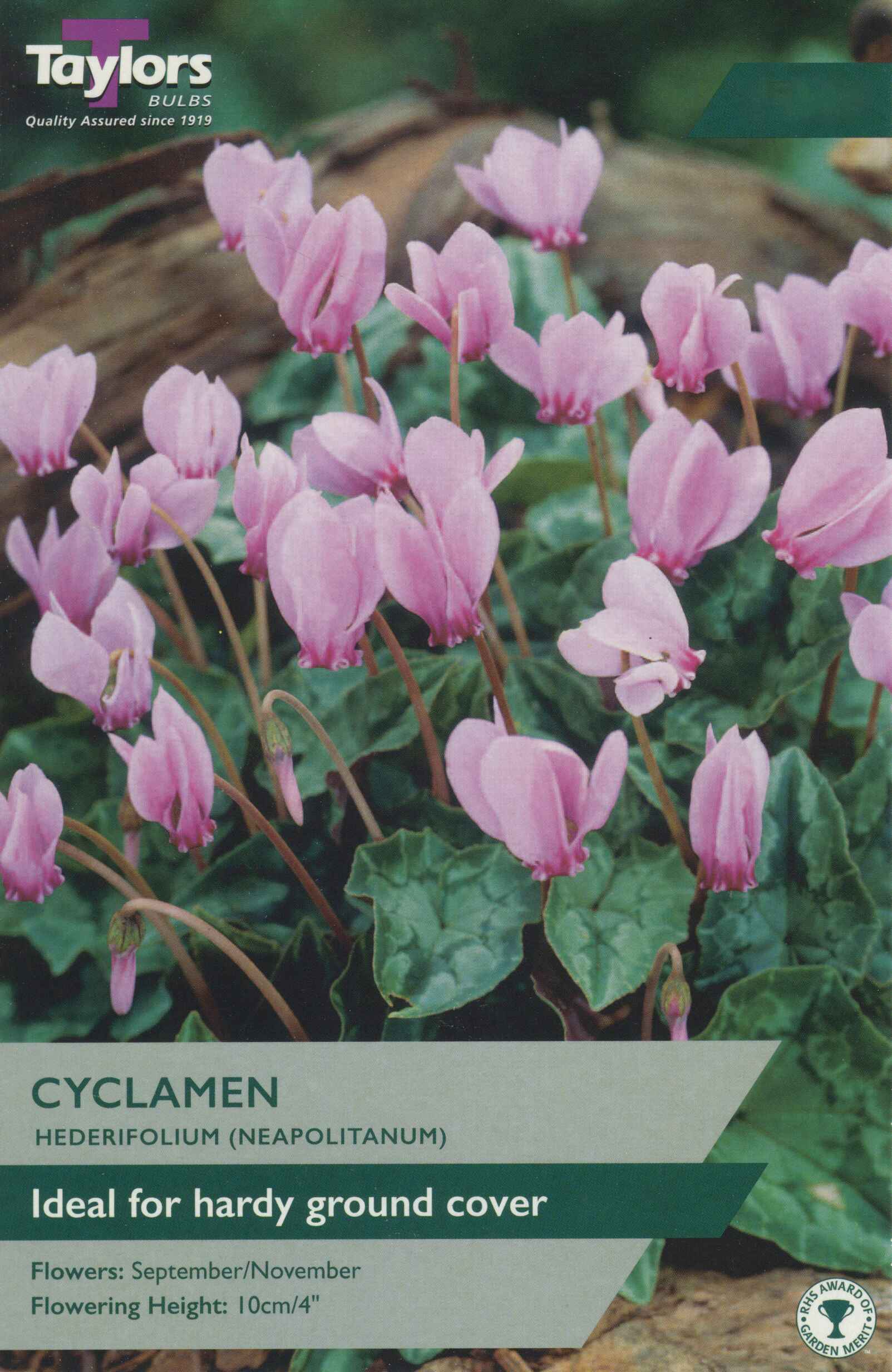 Taylor's Bulbs Cyclamen Hederifolium