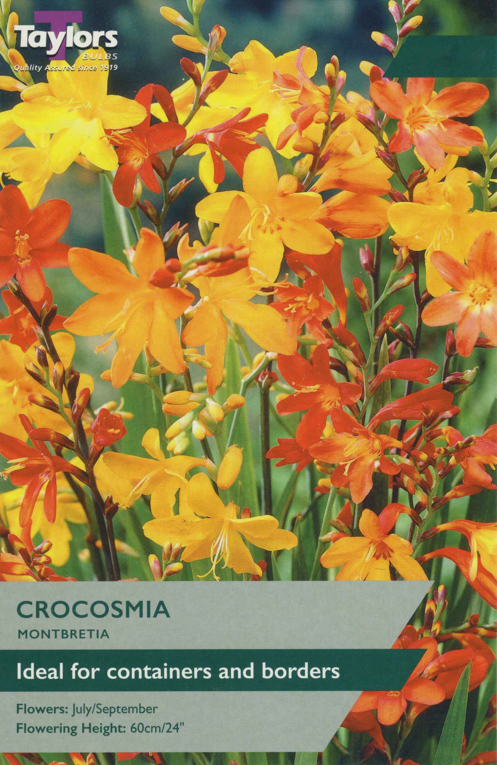 Taylor's Bulbs Crocosmia Montbretia
