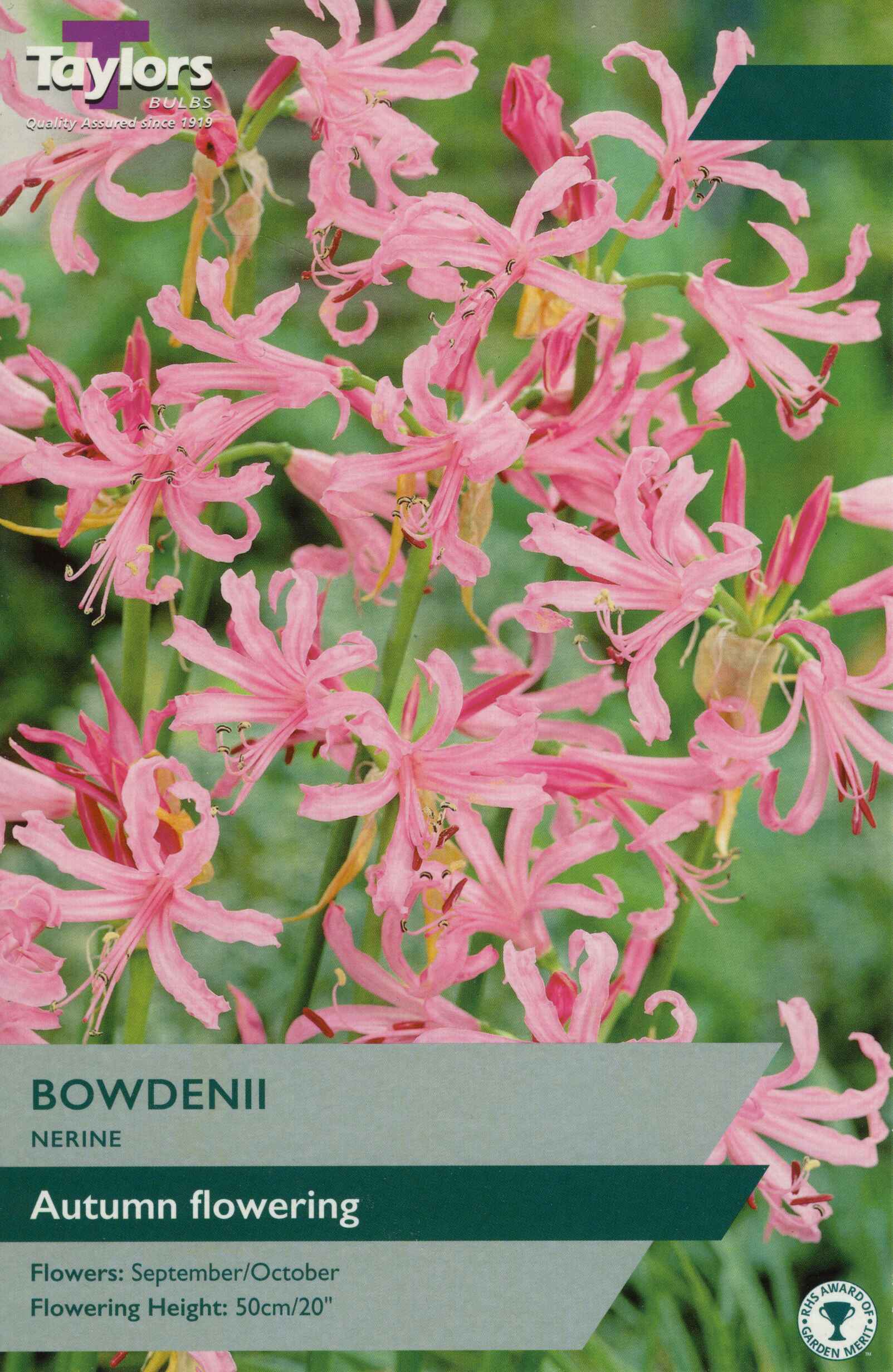 Taylor's Bulbs Nerine Bowdenii