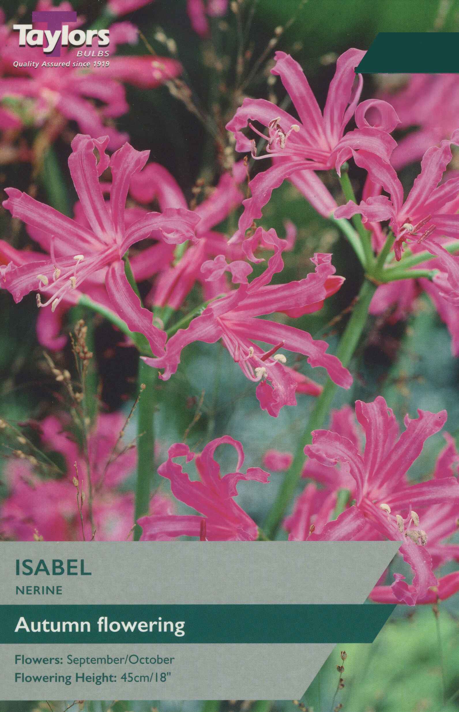 Taylor's Bulbs Nerine Isabel
