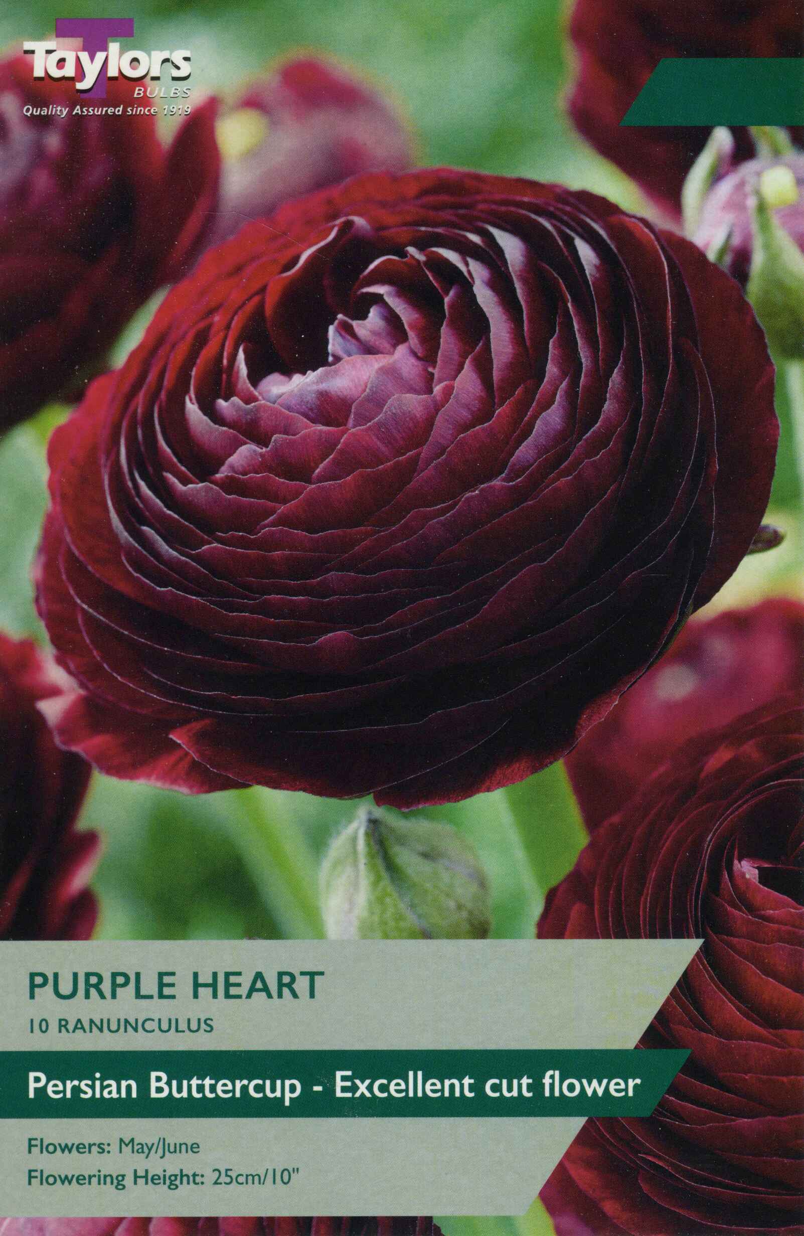 Taylor's Bulbs Ranunculus Purple Heart