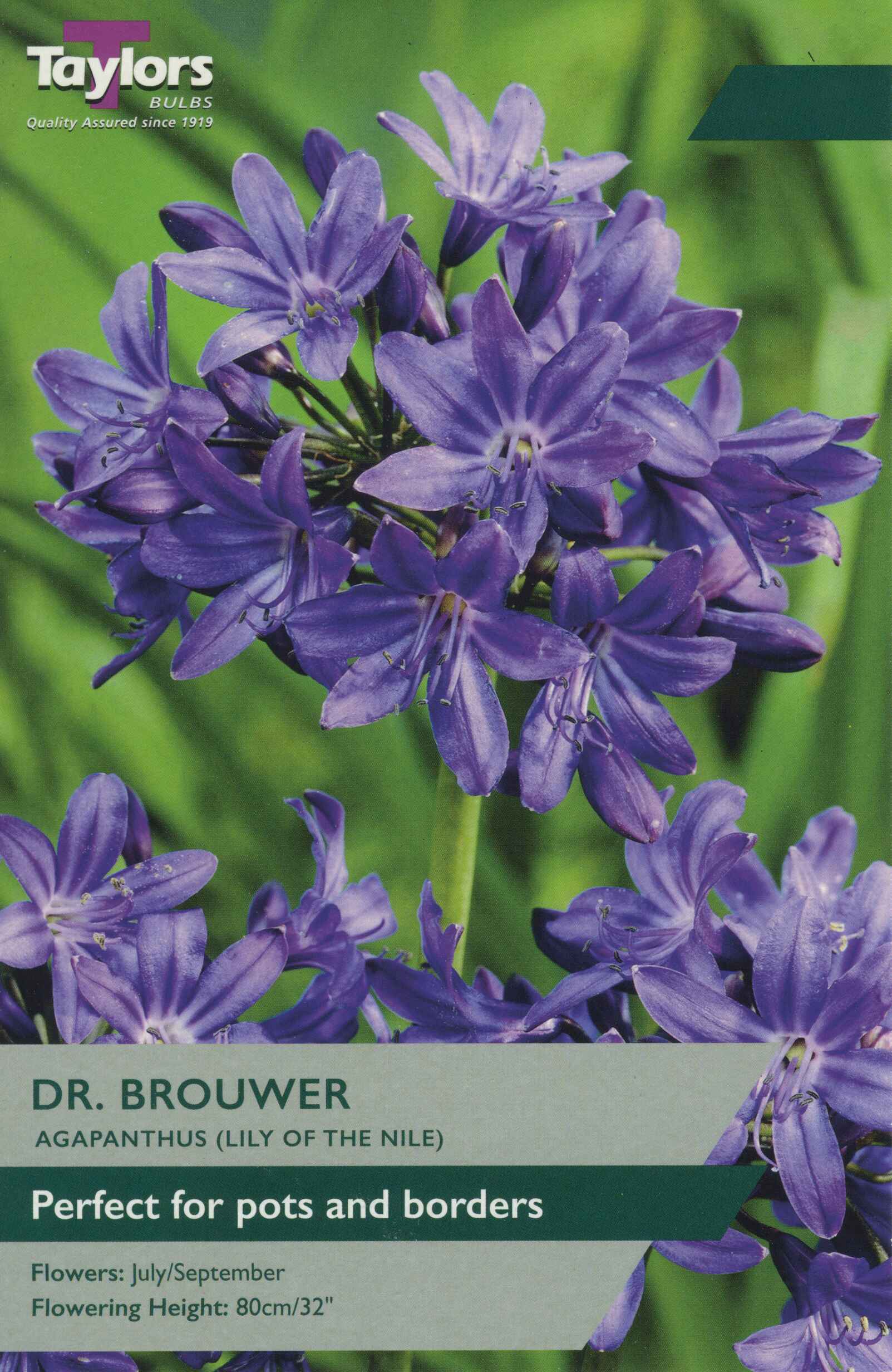 Taylor's Bulbs Agapanthus Dr. Brouwer