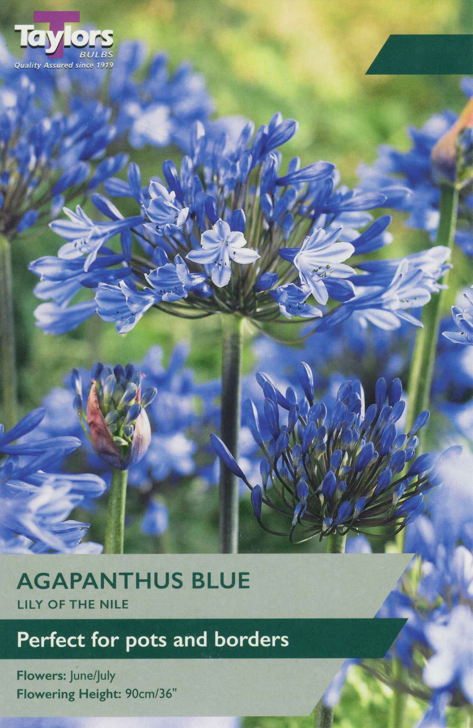 Taylor's Bulbs Agapanthus Blue