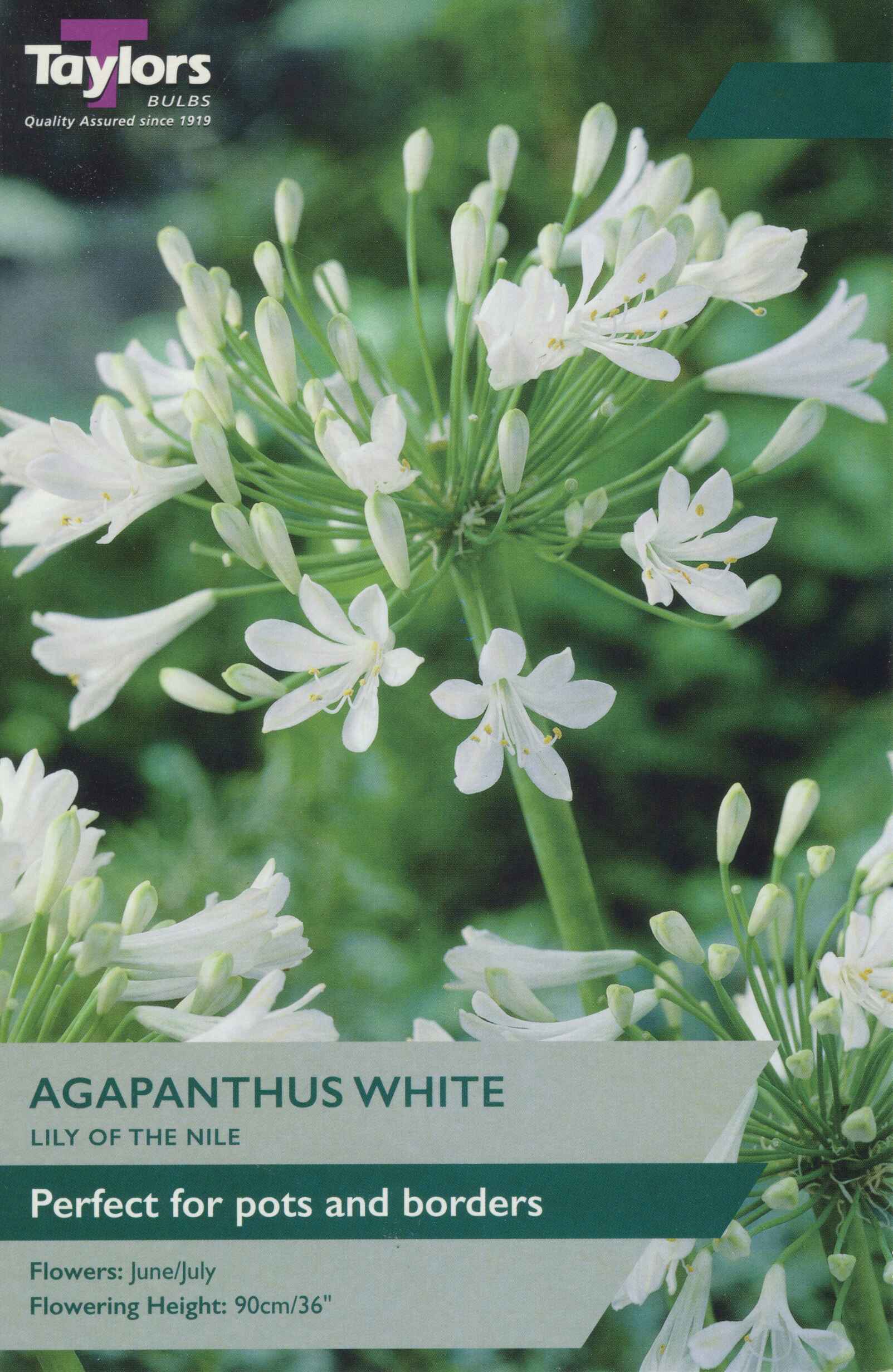 Taylor's Bulbs Agapanthus White Lily of the Nile