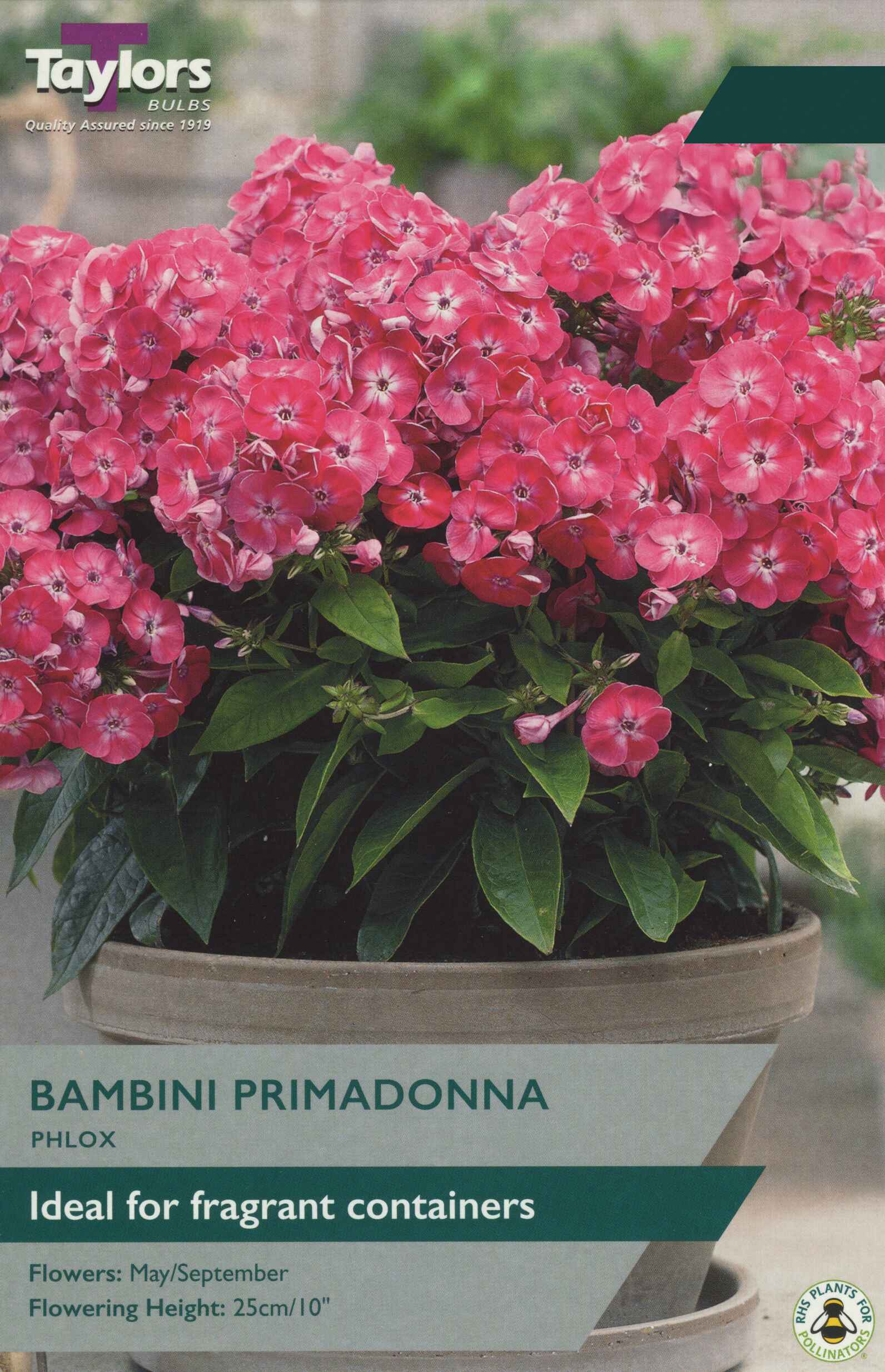 Taylor's Bulbs Phlox Bambini Primadonna