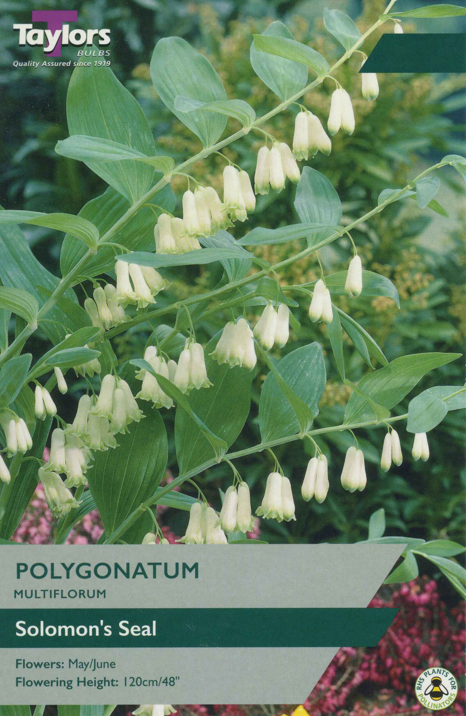 Taylor's Bulbs Polygonatum Multiflorum