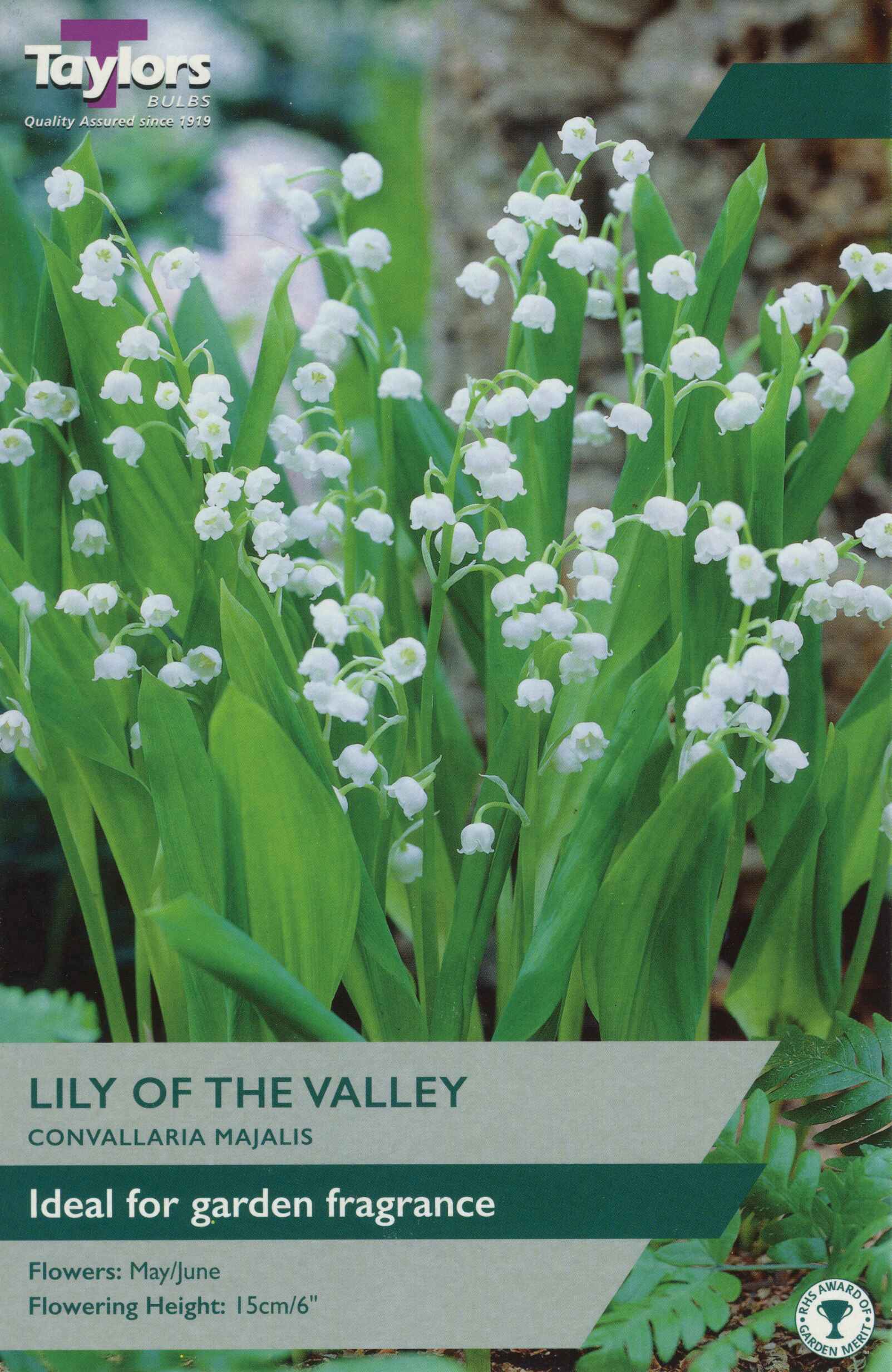 Taylor's Bulbs Convallaria Majalis Lily of the Valley