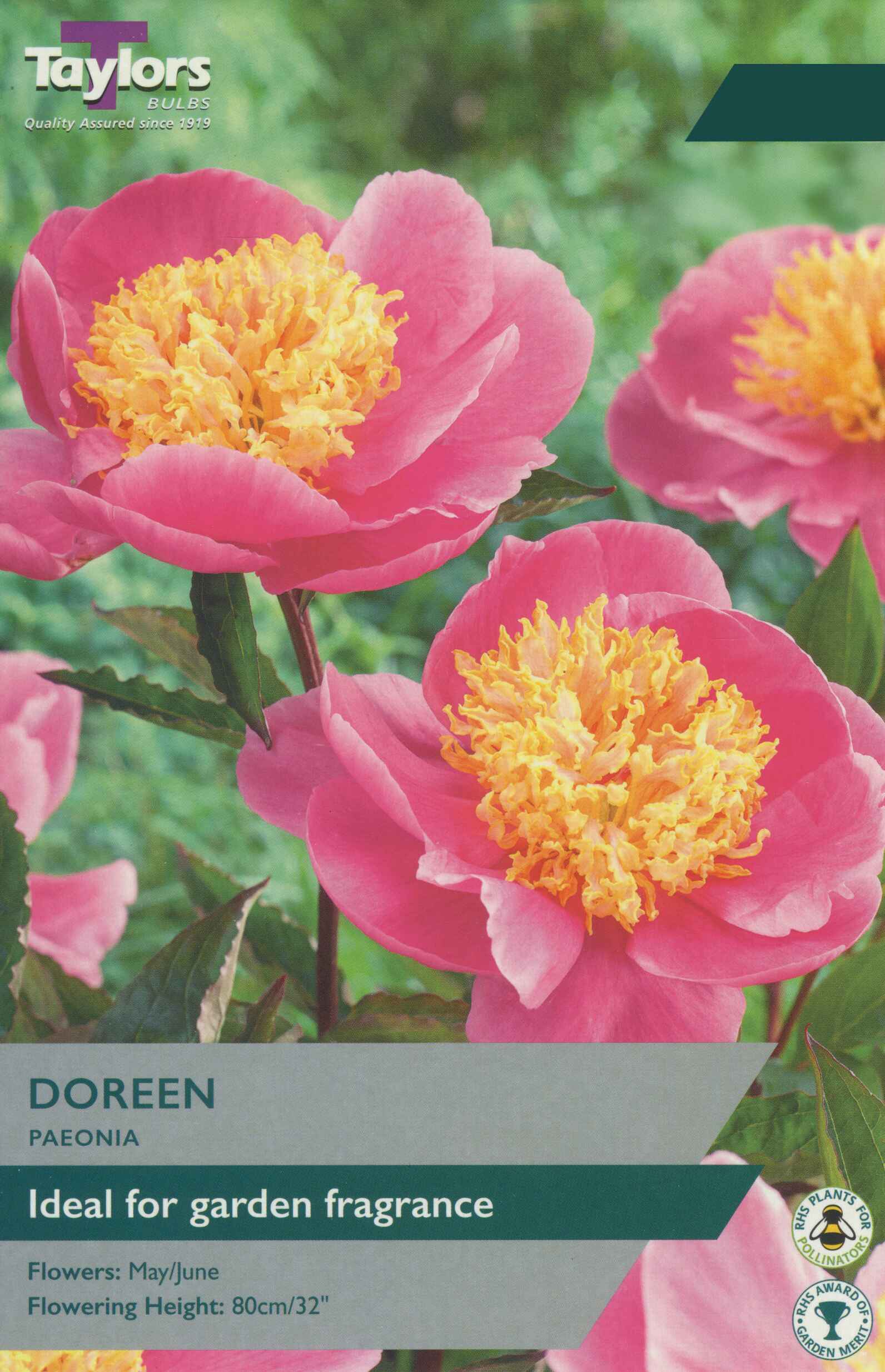 Taylor's Bulbs Paeonia Doreen