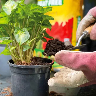 Miracle-Gro® Peat Free Premium Houseplant Potting Mix 10L