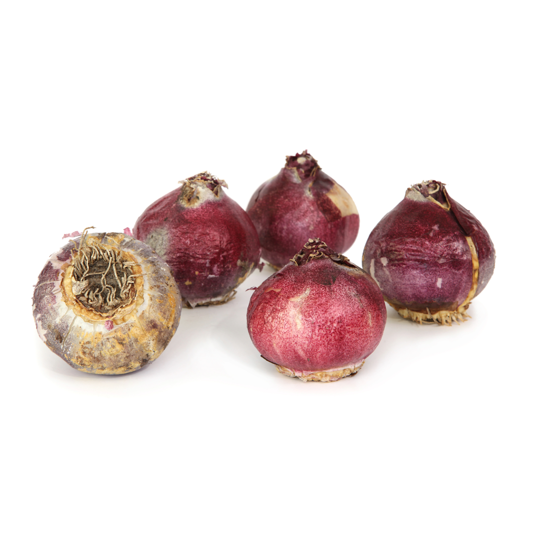 Taylor's Bulbs Prepared Hyacinth Bulb Singles