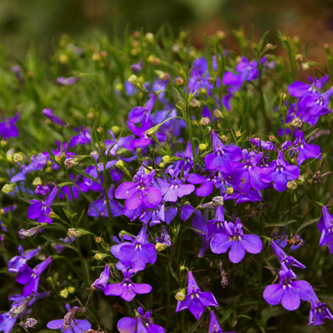 Lobelia Crystal Palace 9 Pack