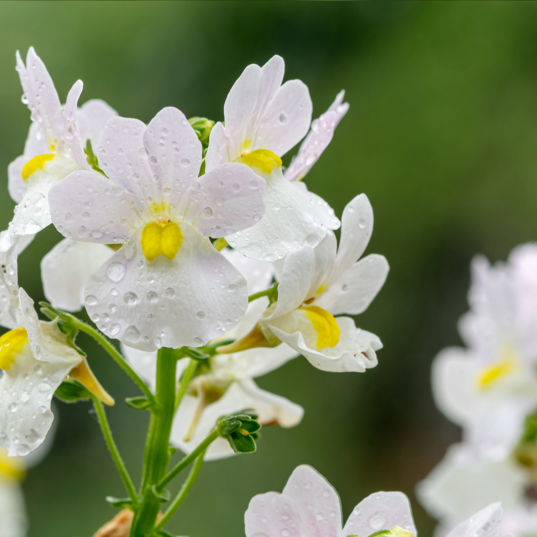 Nemesia Nuvo Vanilla Jumbo 6 Pack