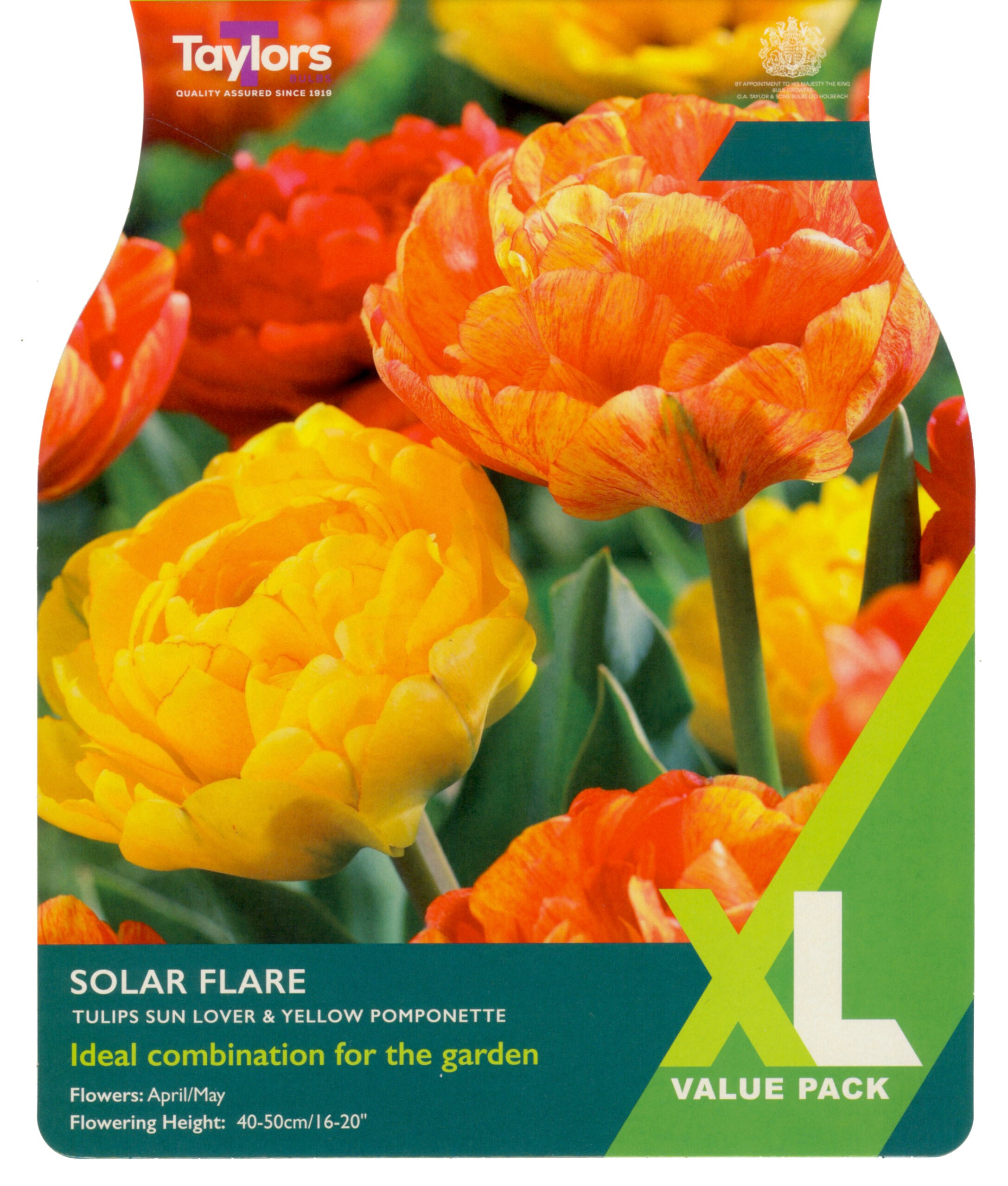 Taylor's Bulbs XL Value Pack Tulip Solar Flare