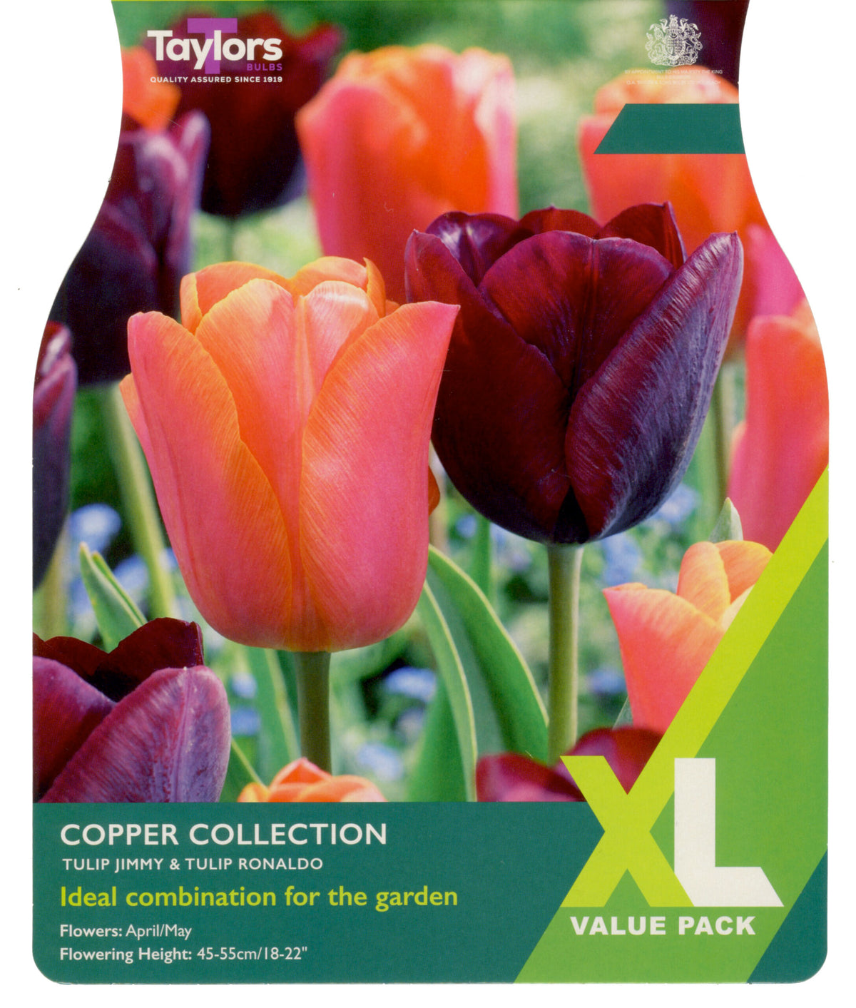 Taylor's Bulbs XL Value Pack Tulip Copper Collection