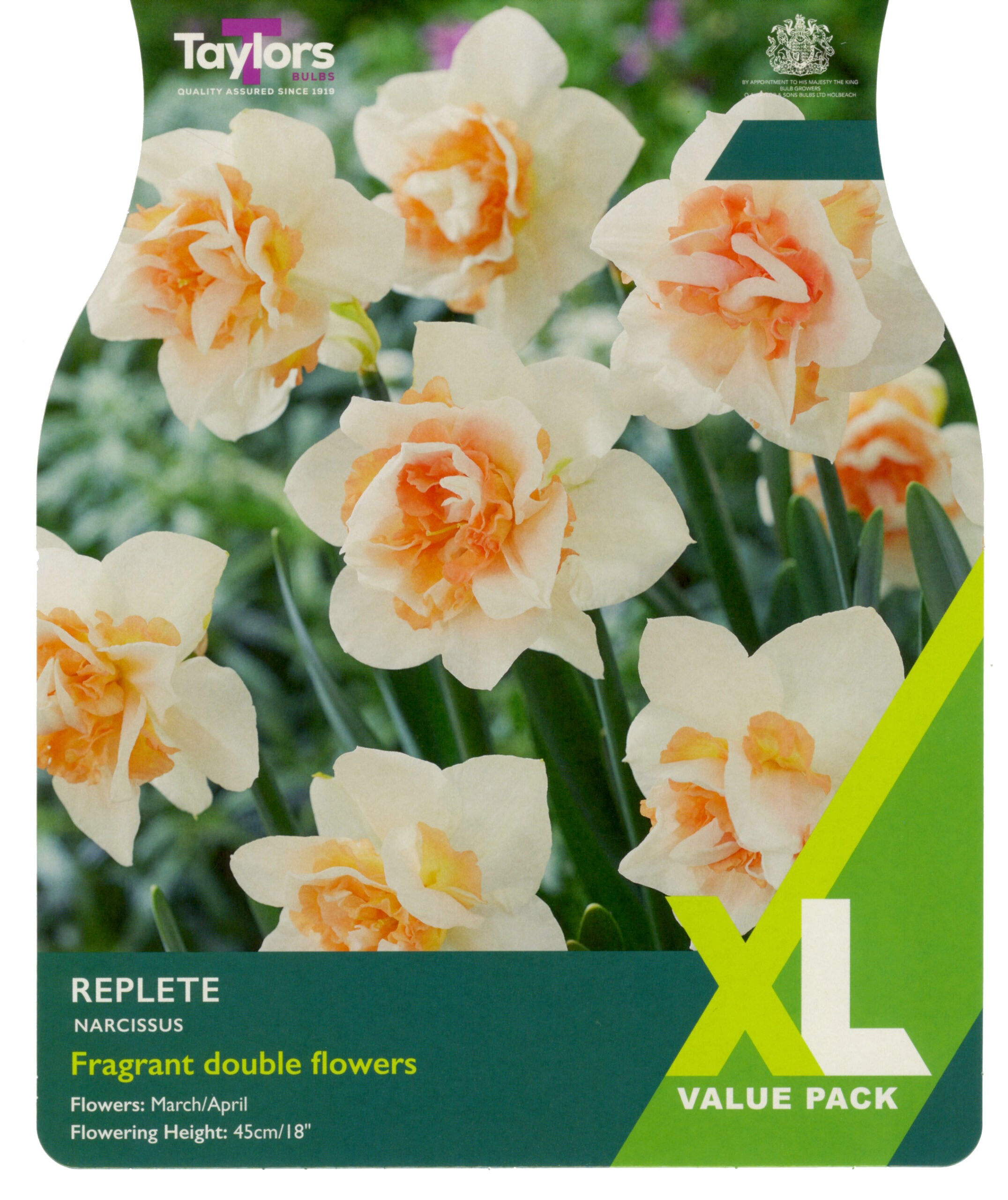 Taylor's Bulbs XL Value Pack Narcissus Replete