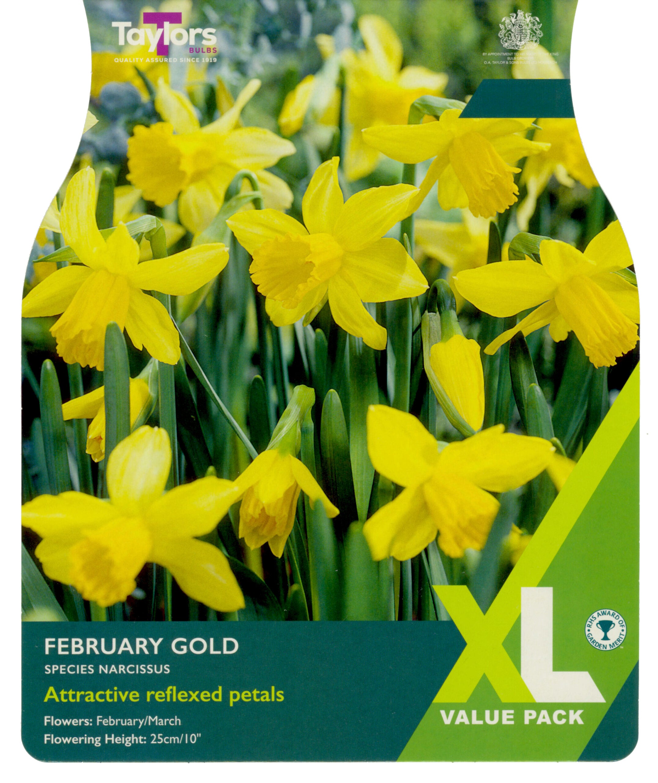 Taylor's Bulbs XL Value Pack Narcissus February Gold