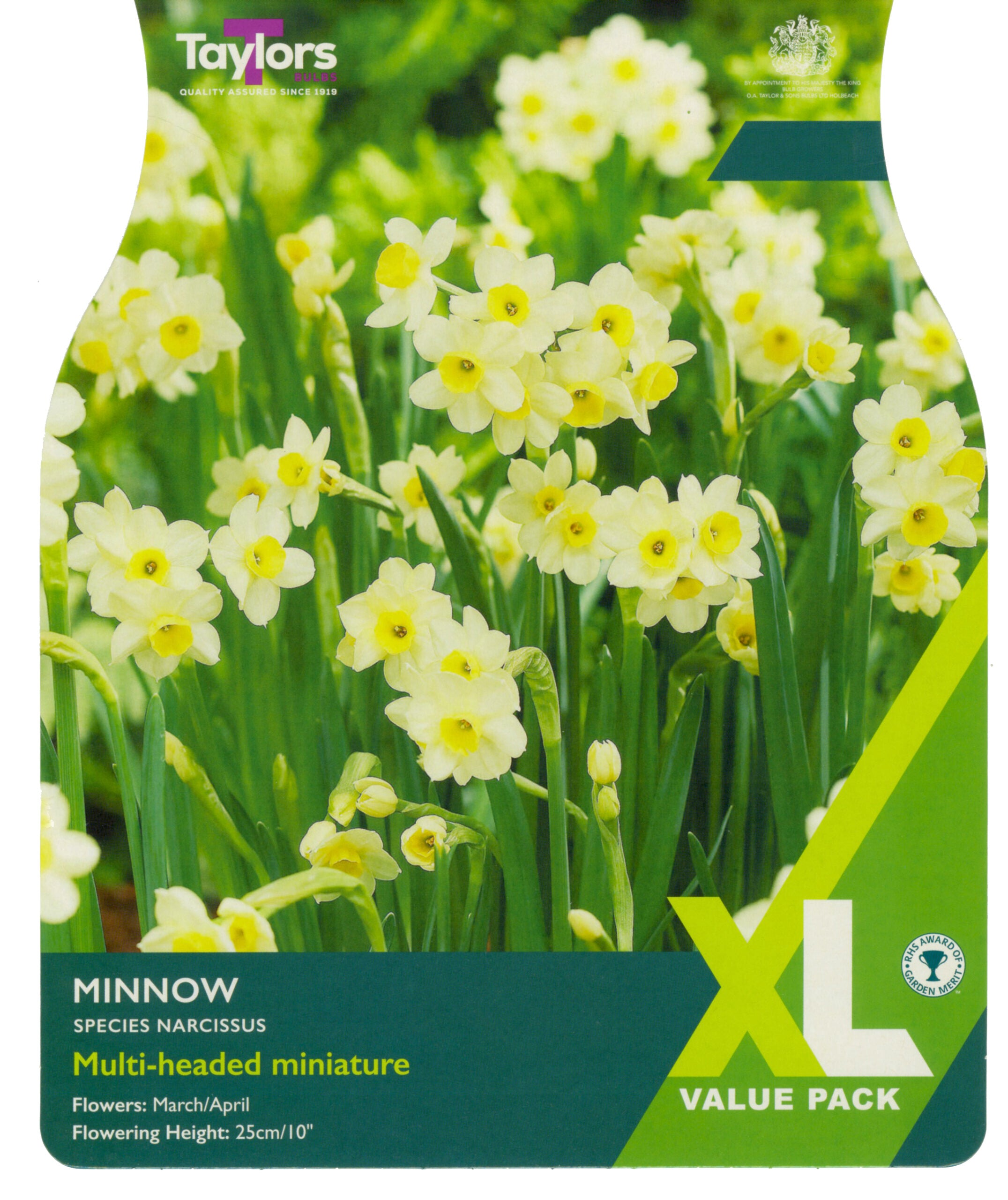 Taylor's Bulbs XL Value Pack Narcissus Minnow
