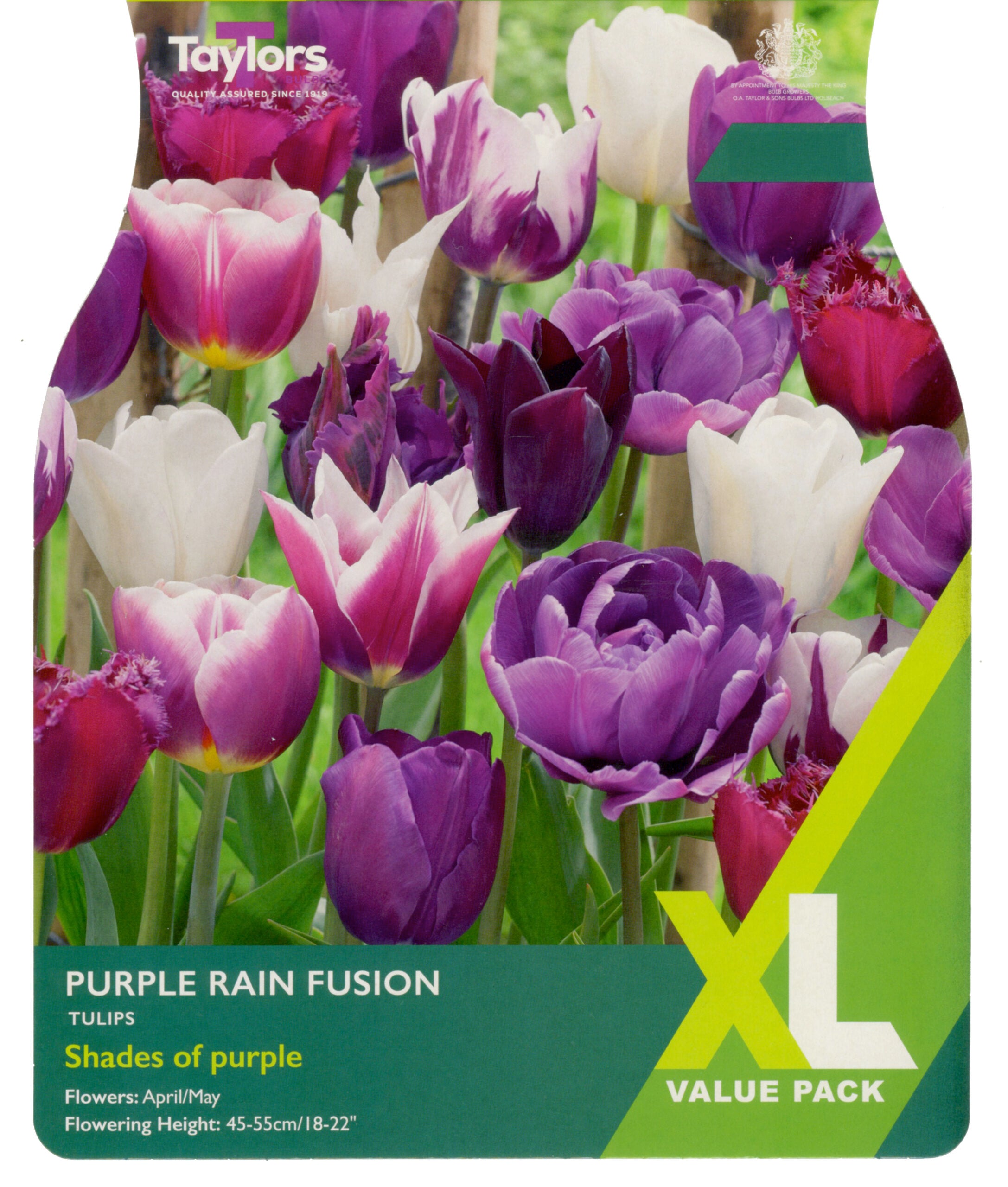 Taylor's Bulbs XL Value Pack Tulip Purple Rain Fusion