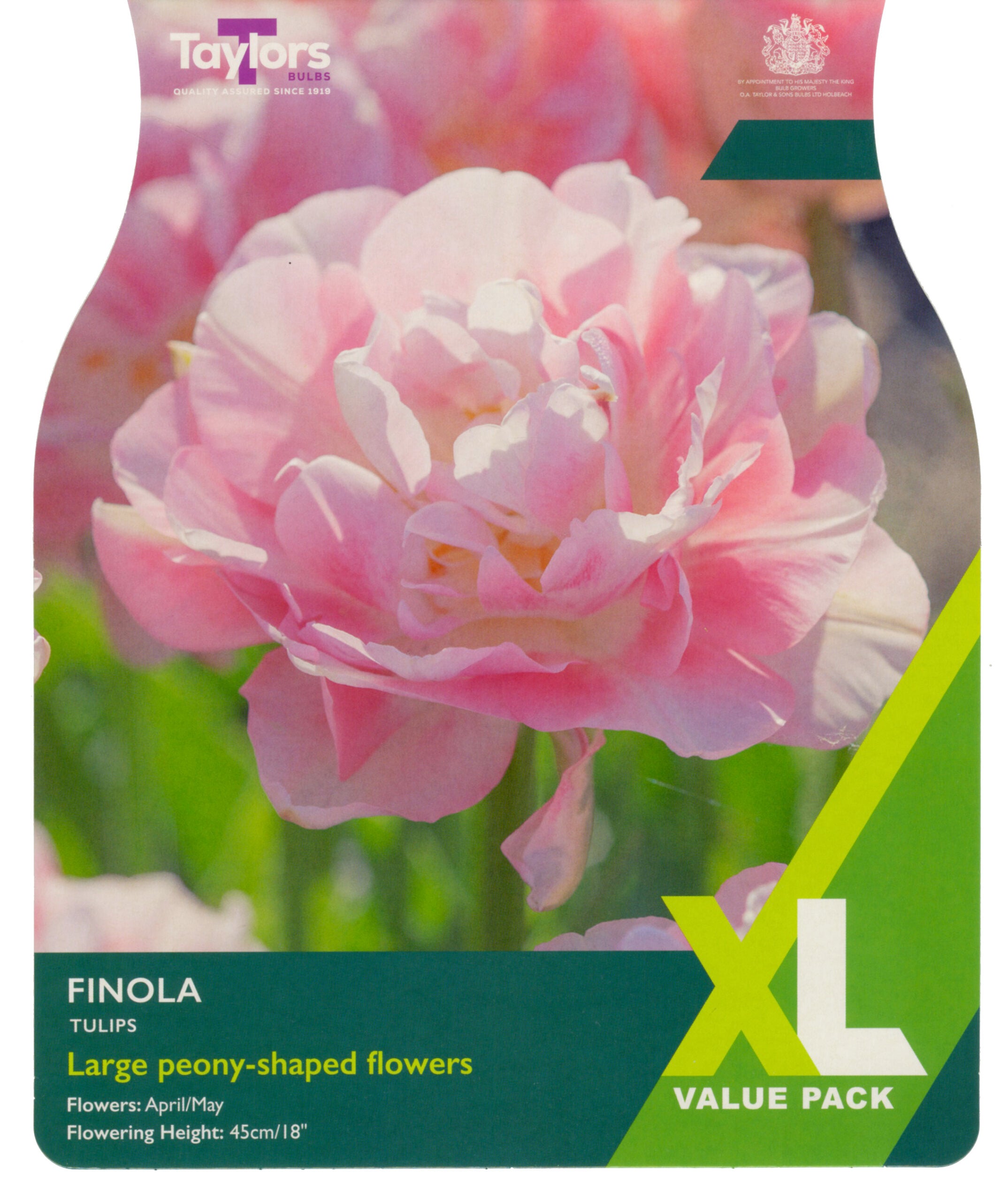 Taylor's Bulbs XL Value Pack Tulip Finola