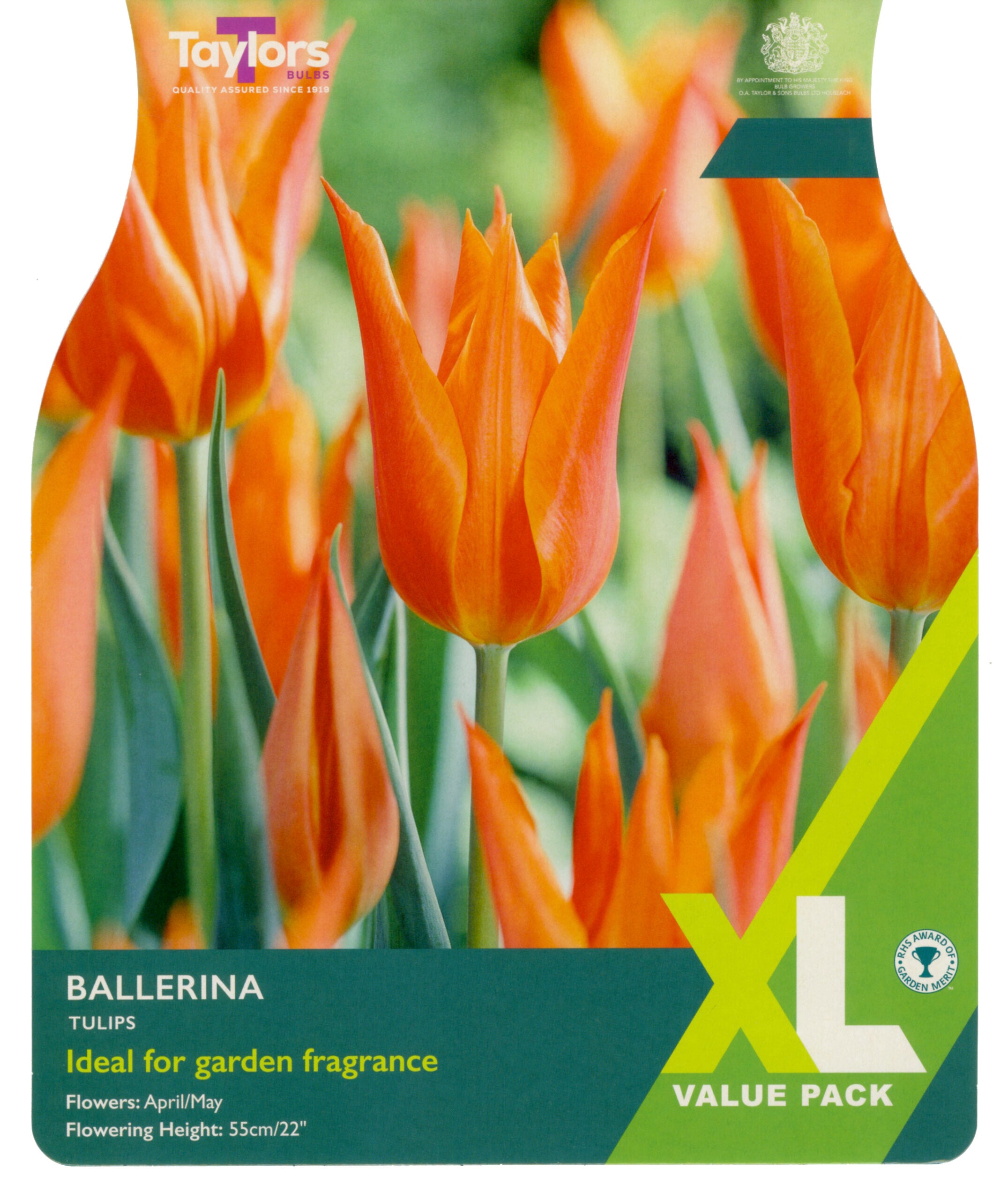 Taylor's Bulbs XL Value Pack Tulip Ballerina