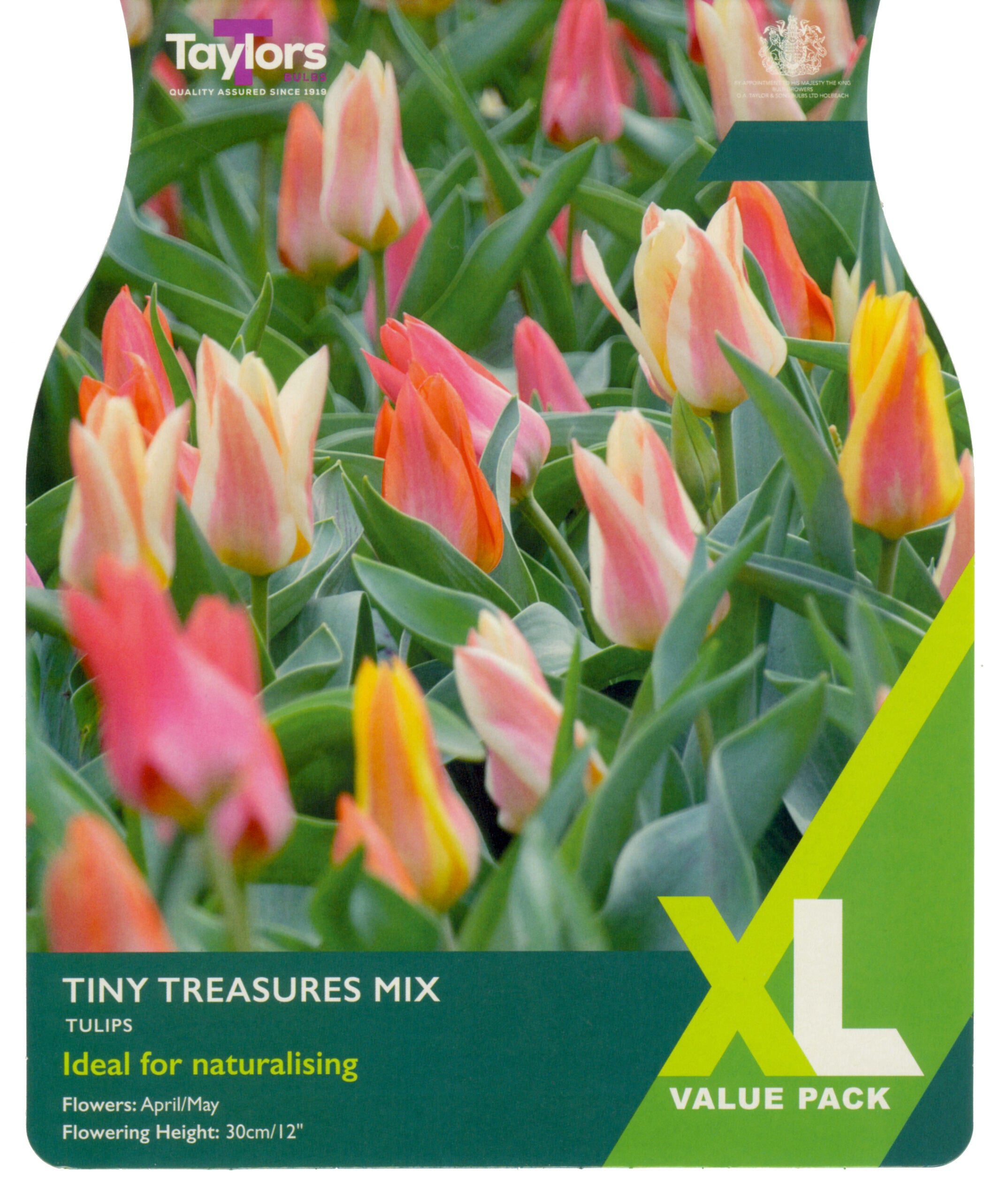 Taylor's Bulbs XL Value Pack Tulip Tiny Treasures Mix
