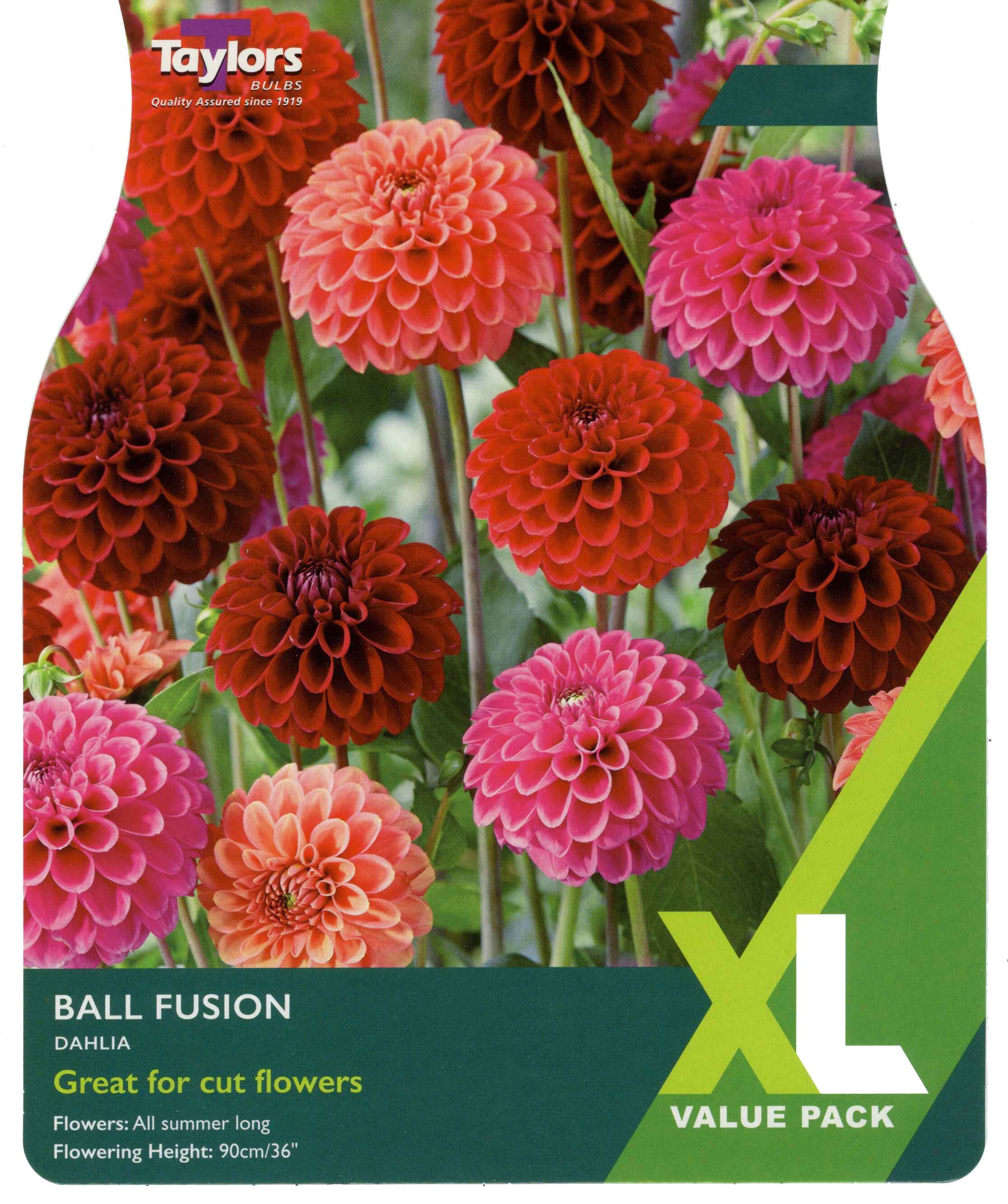 Taylor's Bulbs Dahlia Ball Fusion XL Value Pack