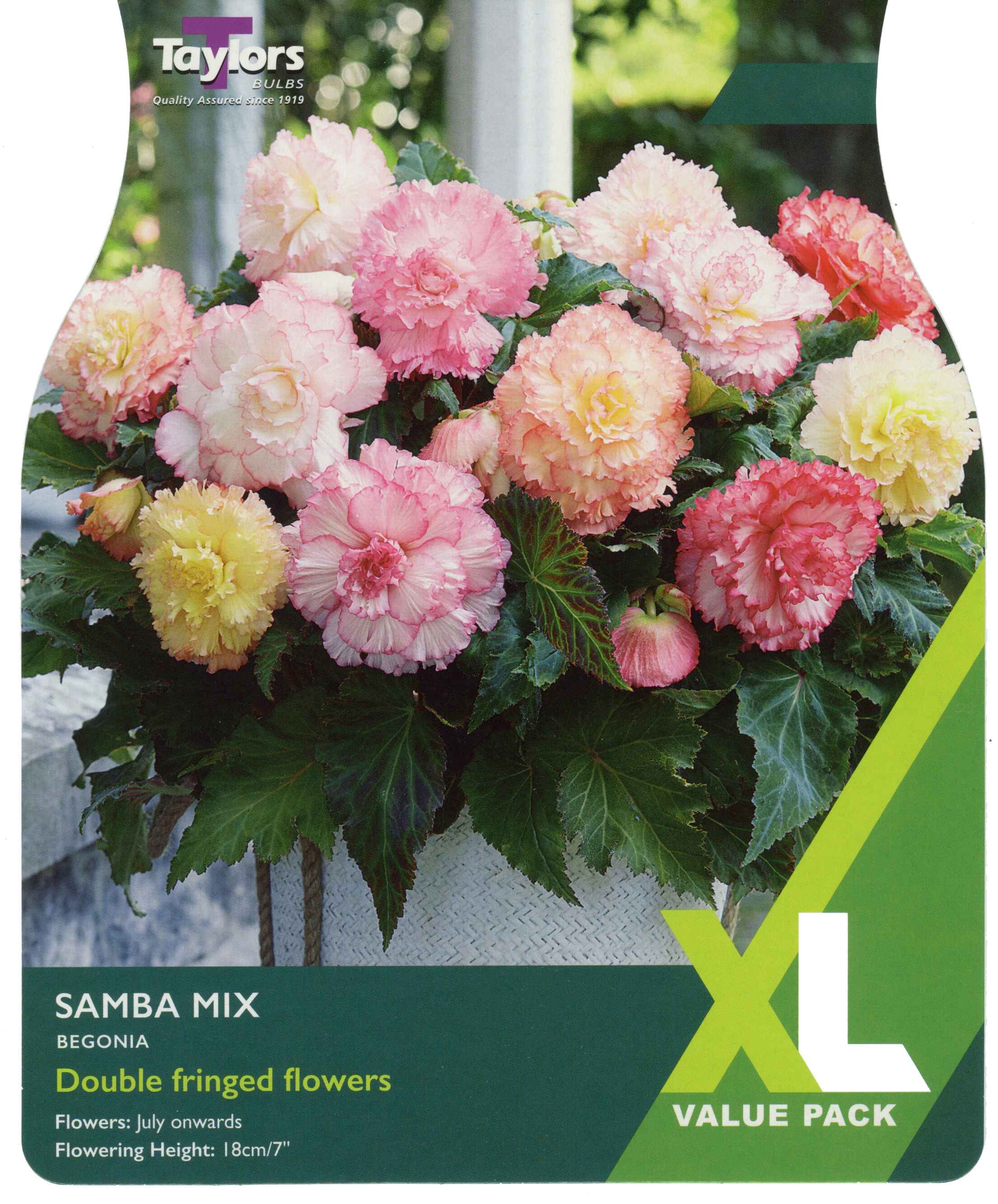 Taylor's Bulbs Begonia Samba Mixed XL Value Pack