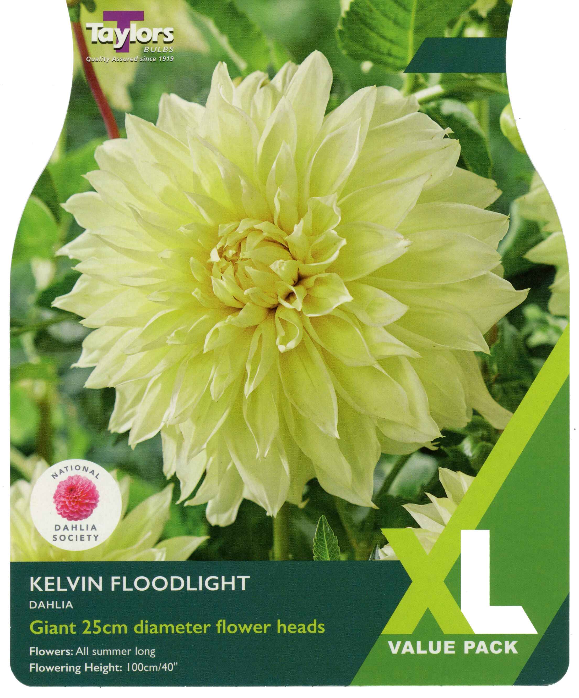 Taylor's Bulbs Dahlia Kelvin Floodlight XL Value Pack