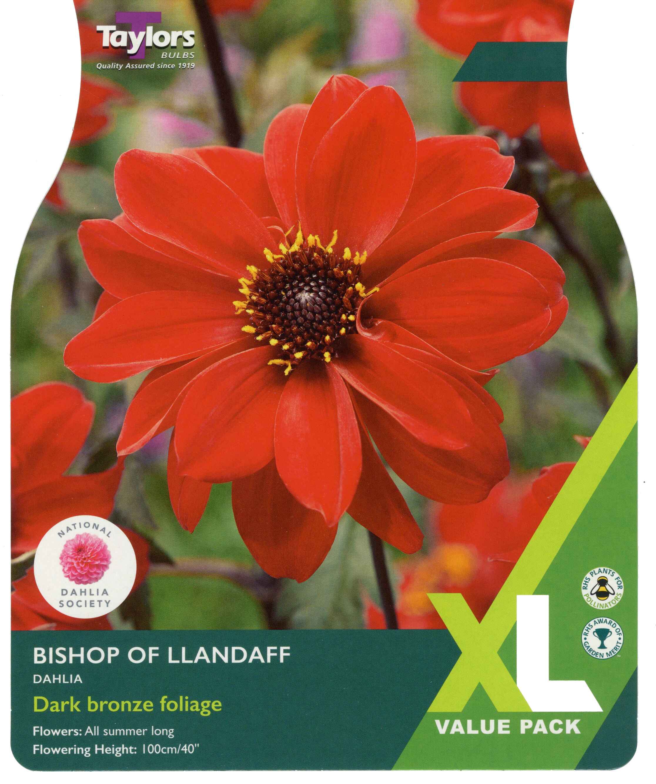 Taylor's Bulbs Dahlia Bishop Of Llandaff XL Value Pack