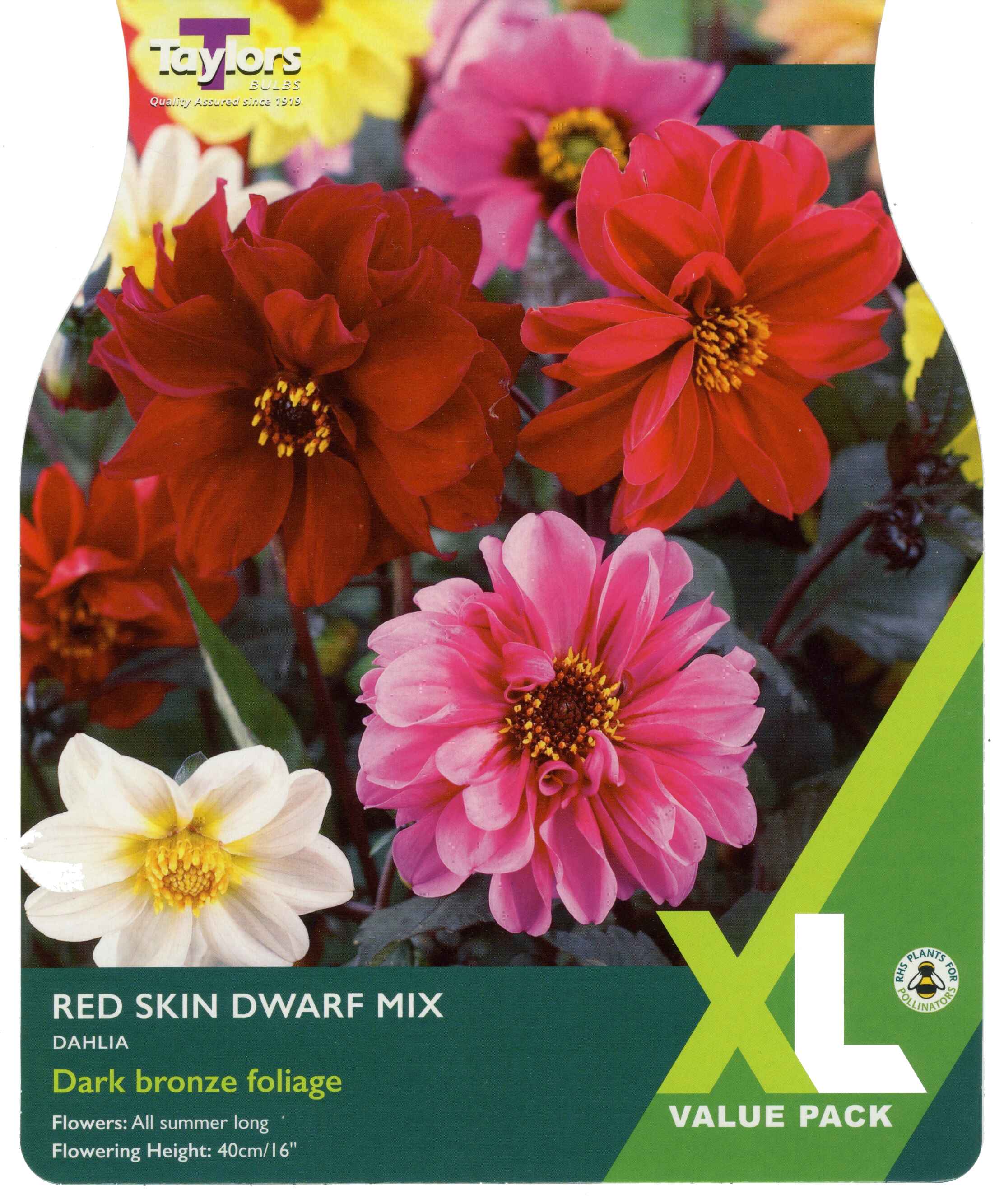 Taylor's Bulbs Dahlia Red Skin Dwarf Mix XL Value Pack