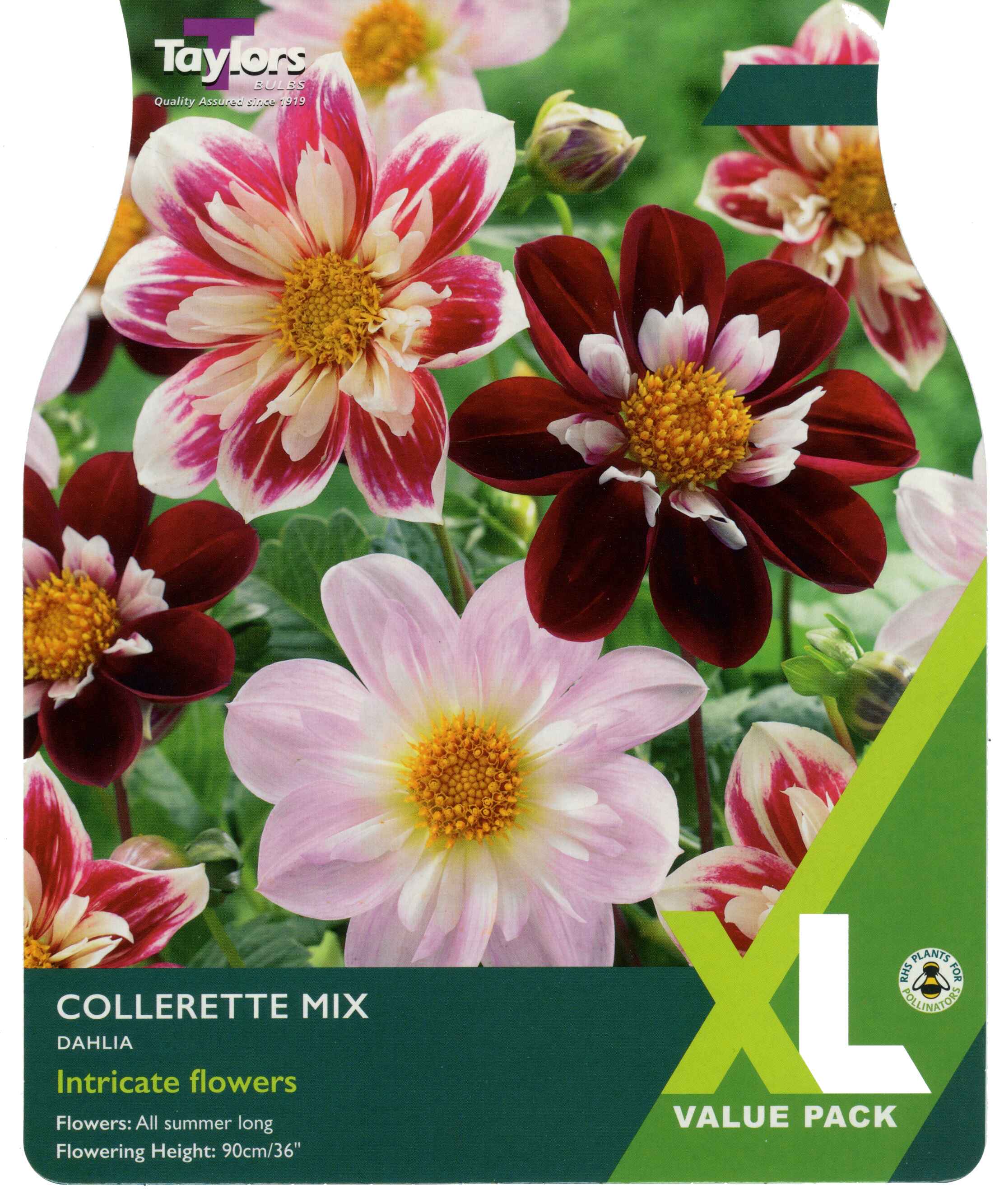 Taylor's Bulbs Dahlia Collerette Mixed XL Value Pack