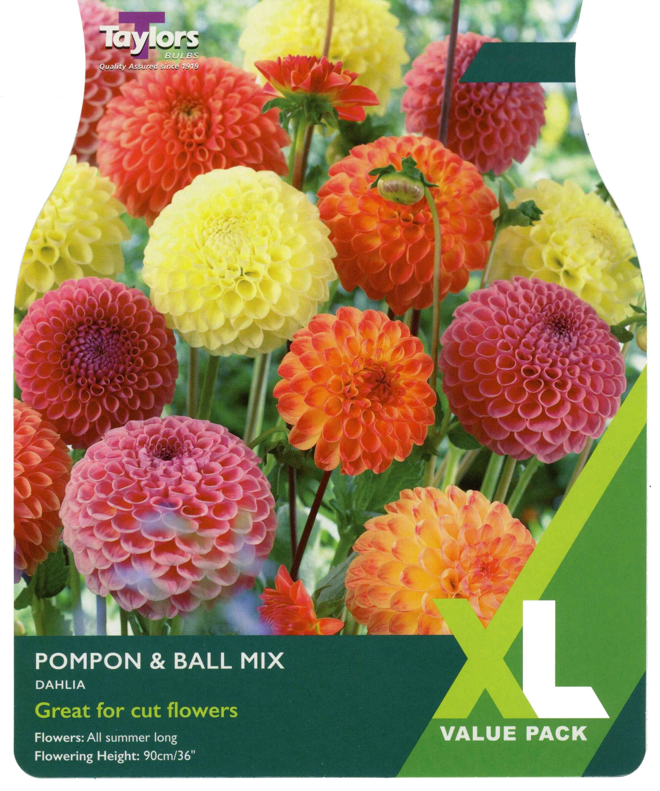 Taylor's Bulbs Dahlia Pompon & Ball Mixed XL Value Pack