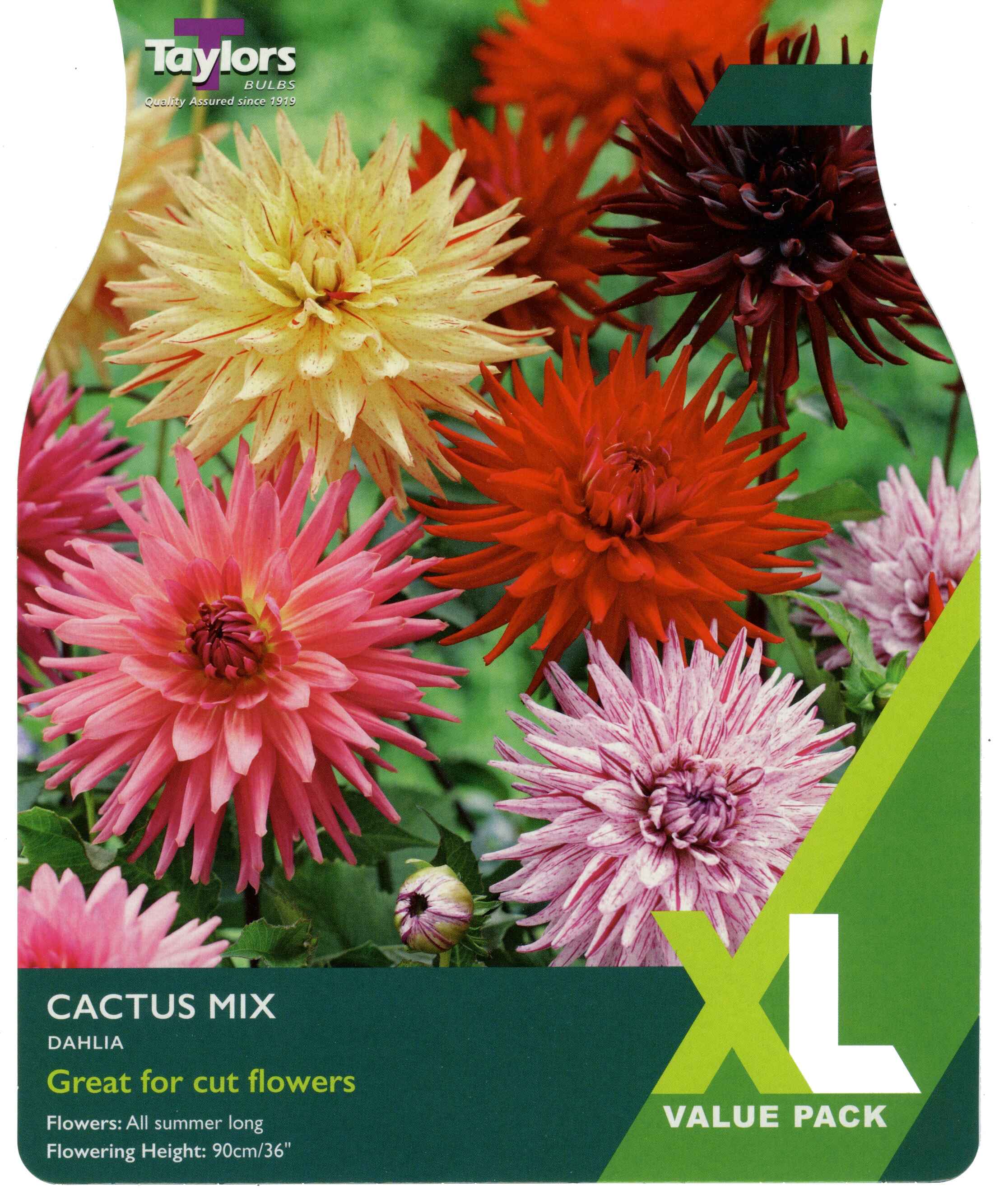 Taylor's Bulbs Dahlia Cactus Mixed XL Value Pack