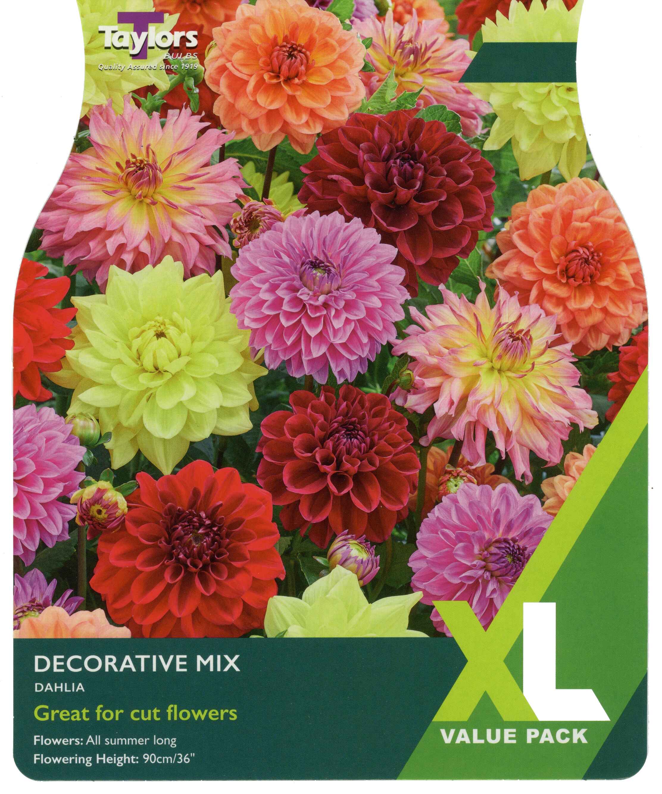 Taylor's Bulbs Dahlia Decorative Mixed XL Value Pack