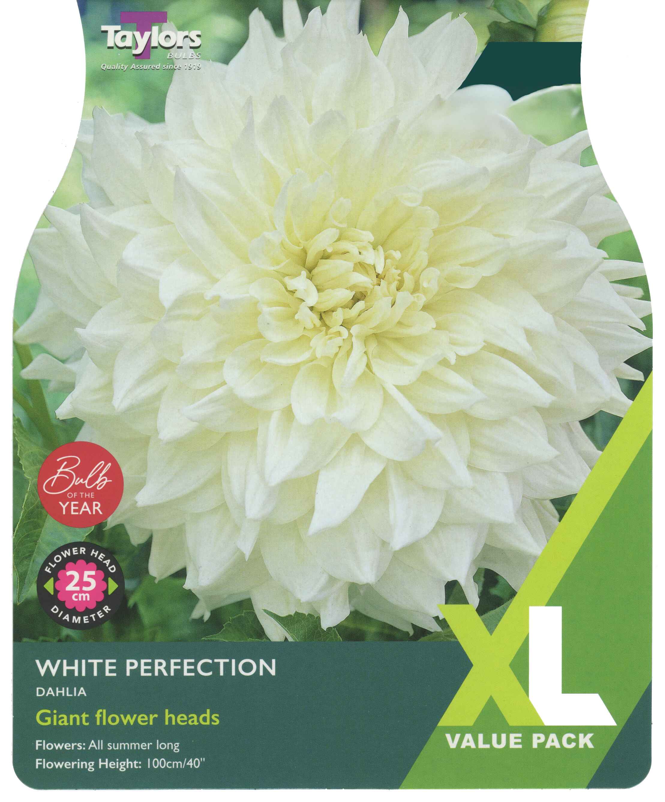 Taylor's Bulbs Dahlia White Perfection XL Value Pack